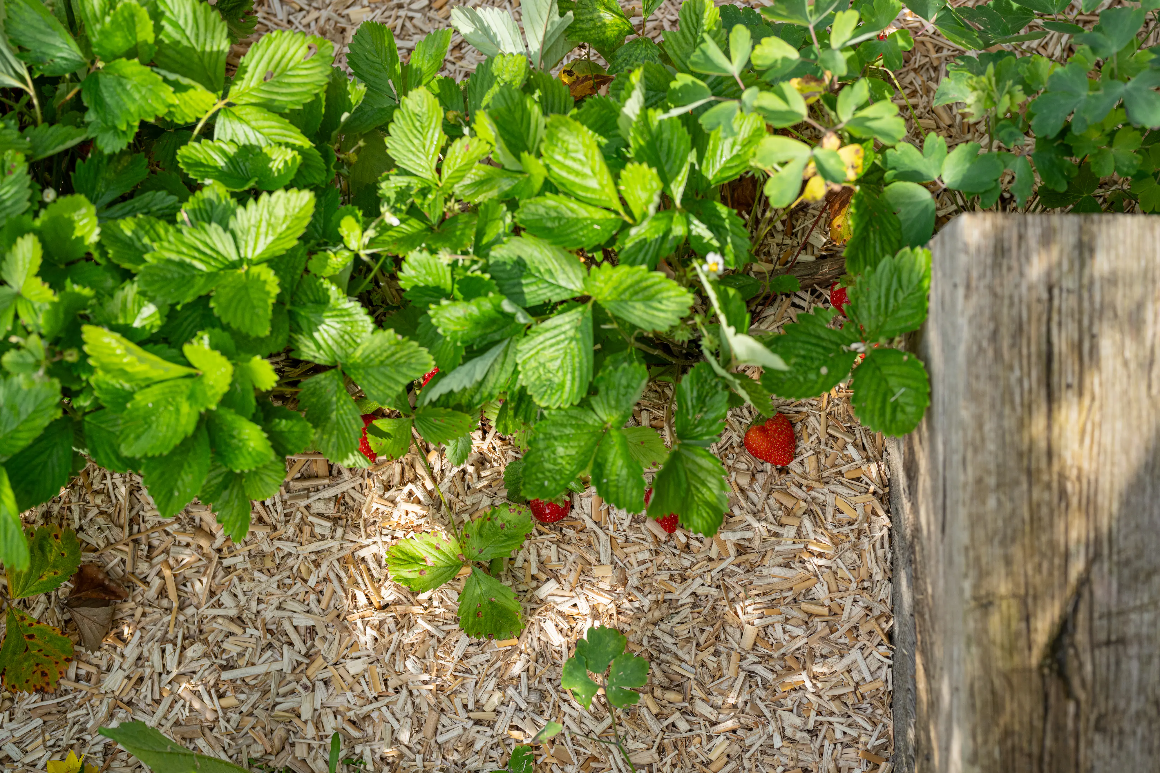 Floragard Erdbeermulch und Gemüsemulch 2 x 20 L Floragard Erdbeermulch und Gemüsemulch 2 x 20 L