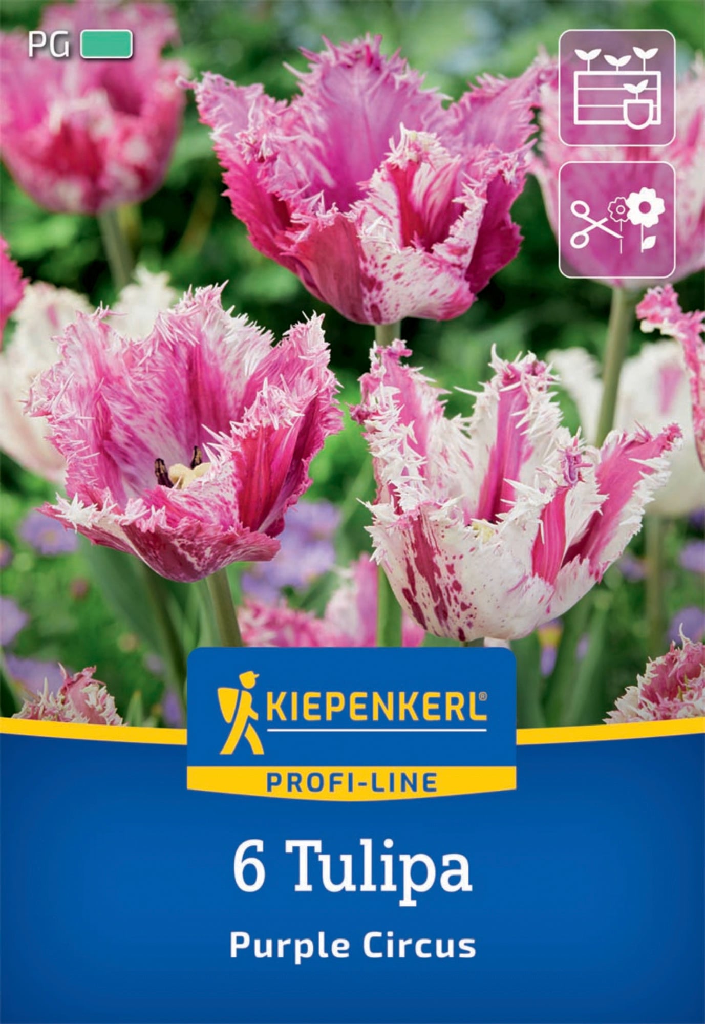 Kiepenkerl Herbstblumenzwiebel Profi-Line Purple Circus 6 Stück