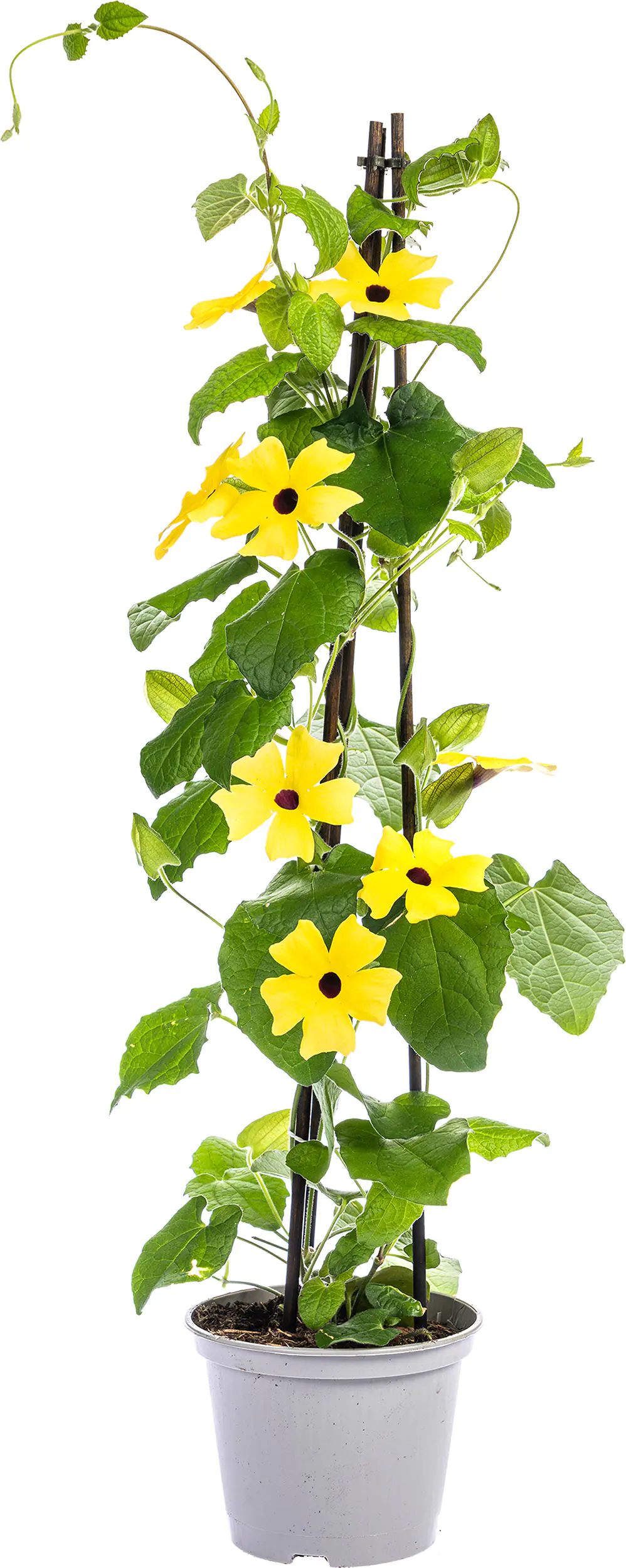 Schwarzäugige Susanne Thunbergia im 13 cm Topf Schwarzäugige Susanne Thunbergia im 13 cm Topf