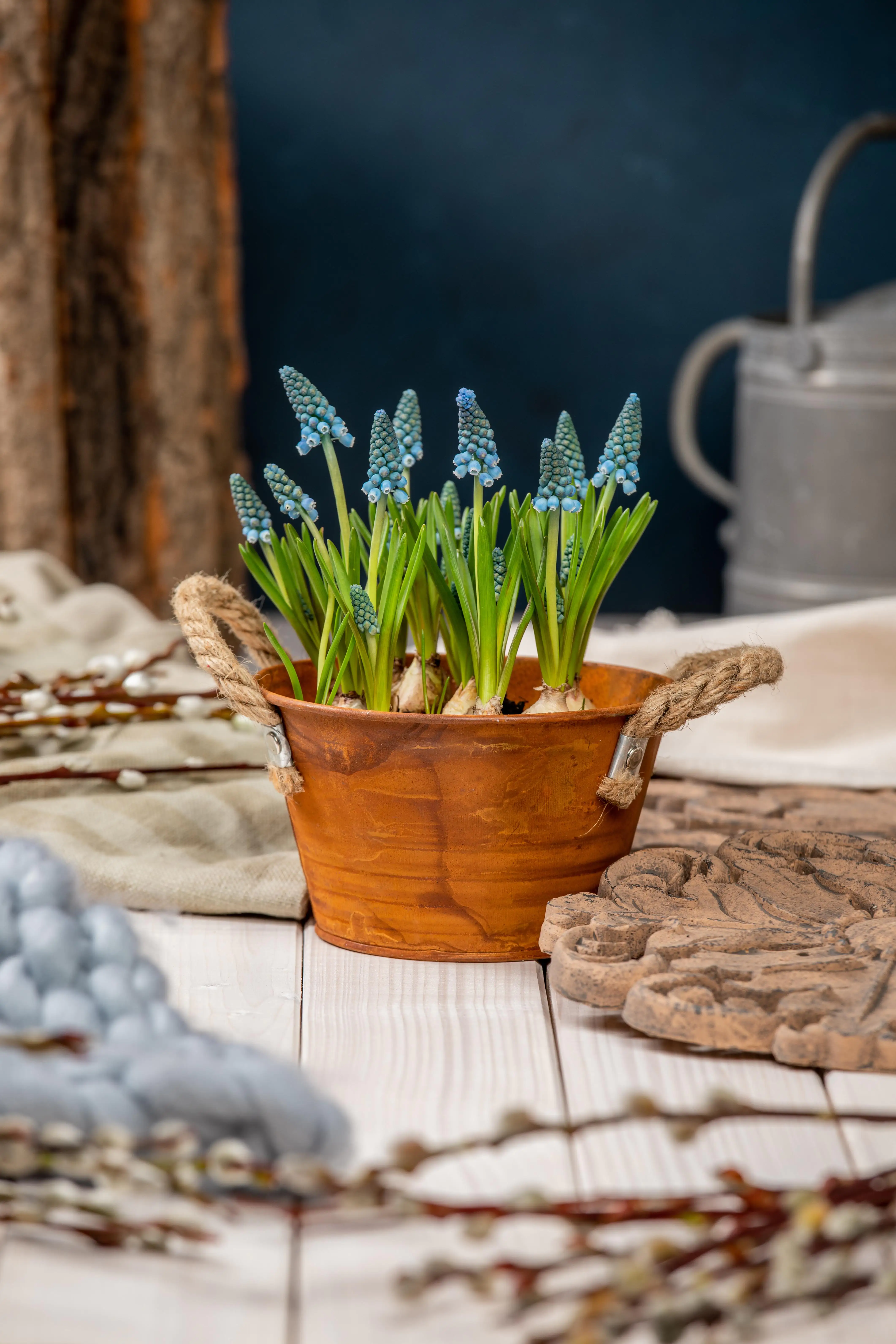 Premium Zwiebelpflanzen Traubenhyazinthe 10 cm Topf, ca. 13 cm hoch