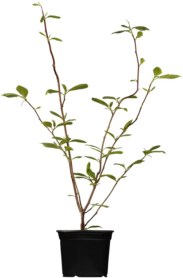 Tulpenmagnolie 5 l Container Tulpenmagnolie 5 l Container