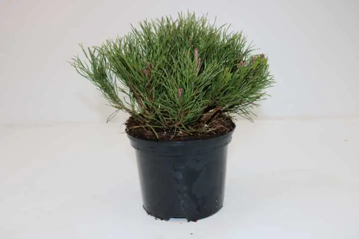 B&L Krummholz-Kiefer 20-25 cm hoch 2 L Container