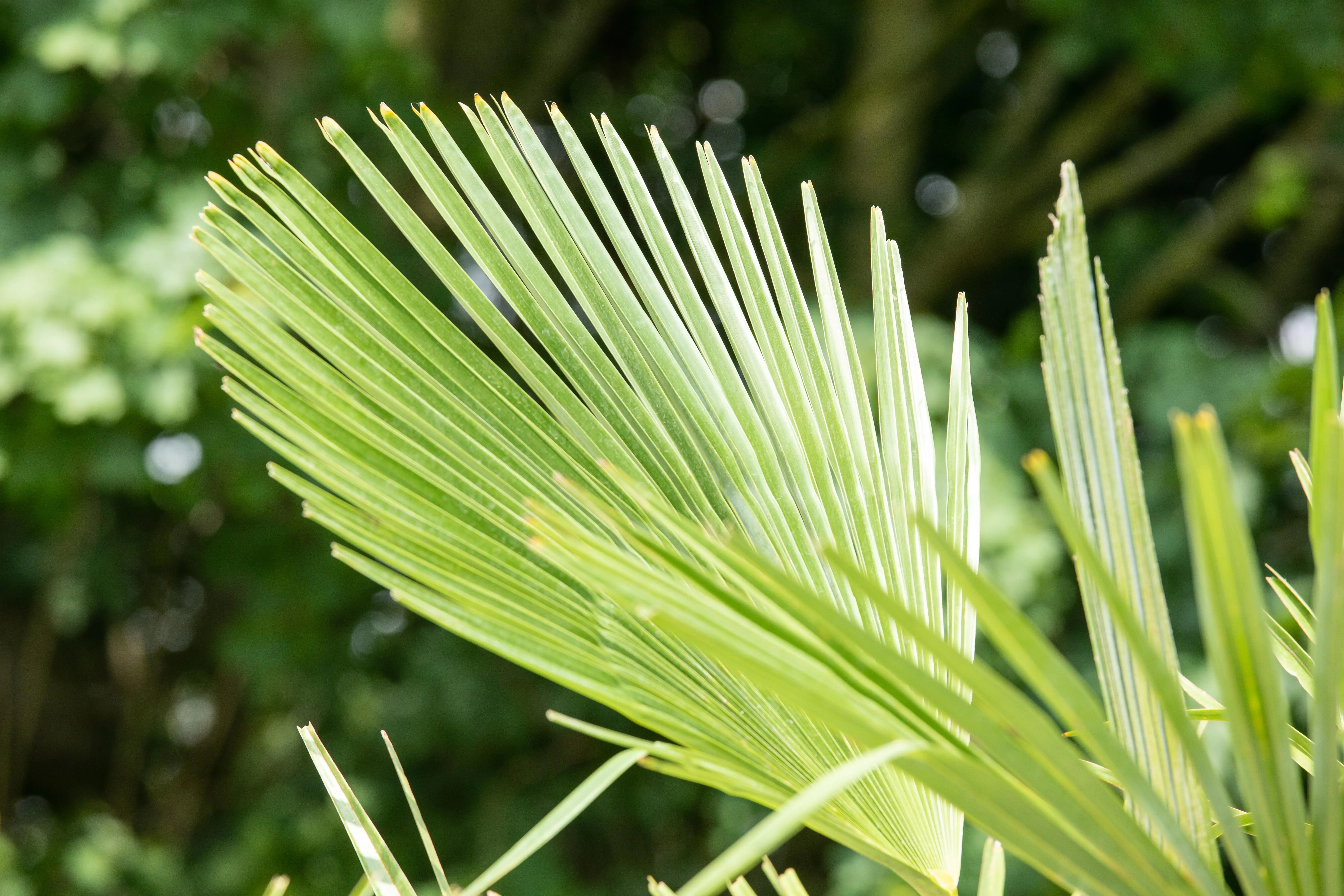 Chinesische Hanfpalme Trachycarpus Fortunei H ca. 150-170 cm 30 cm Topf 