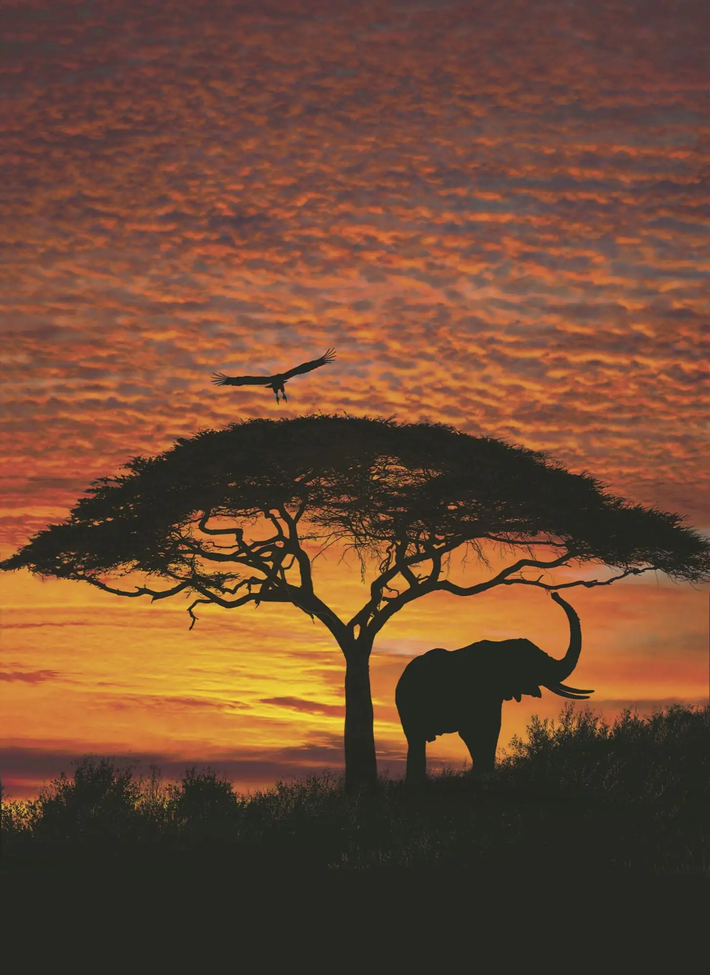 Komar Fototapete African Sunset 197 x 270 cm 