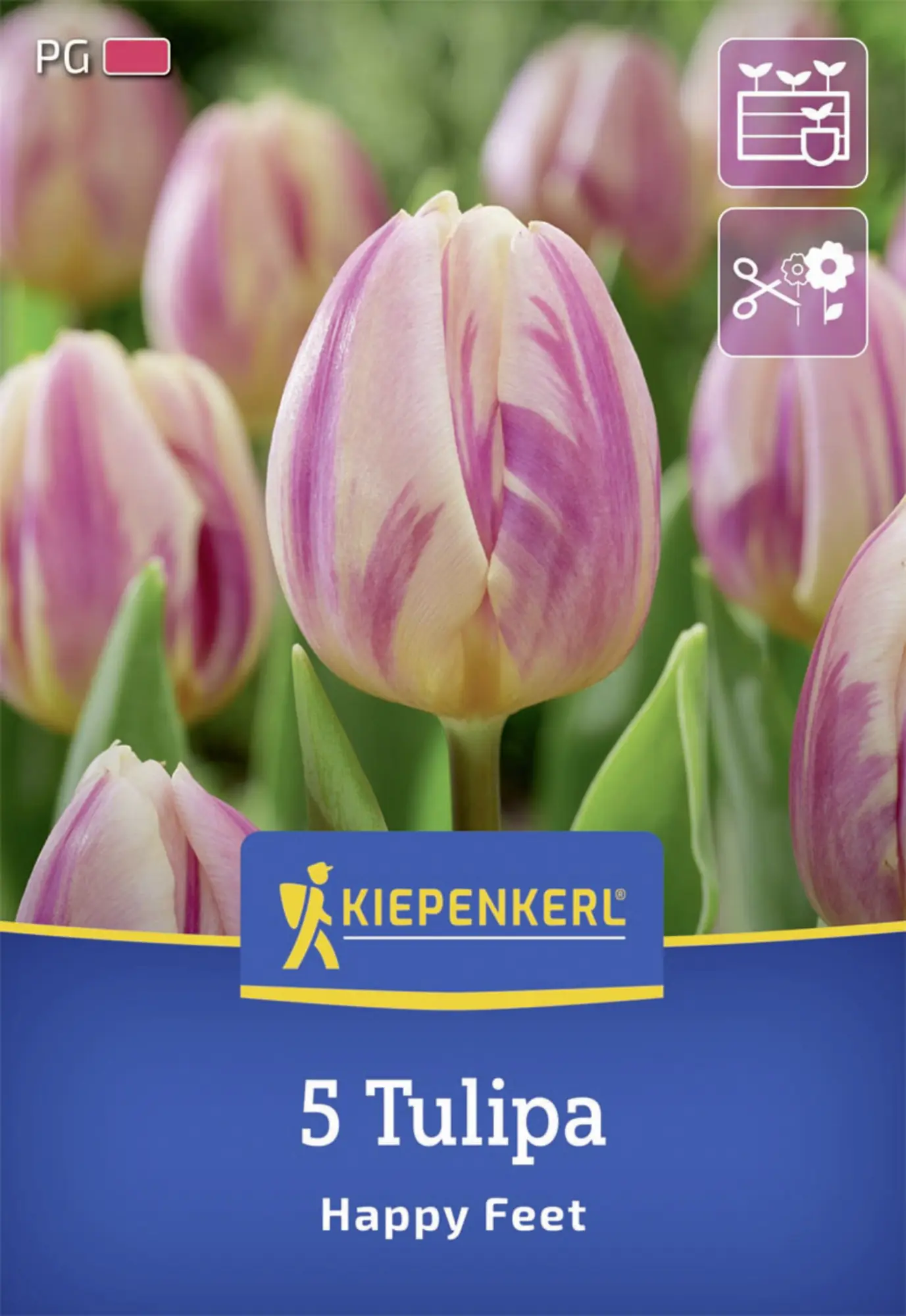 Kiepenkerl Herbstblumenzwiebel Triumph-Tulpe Happy Feet 5 Stück