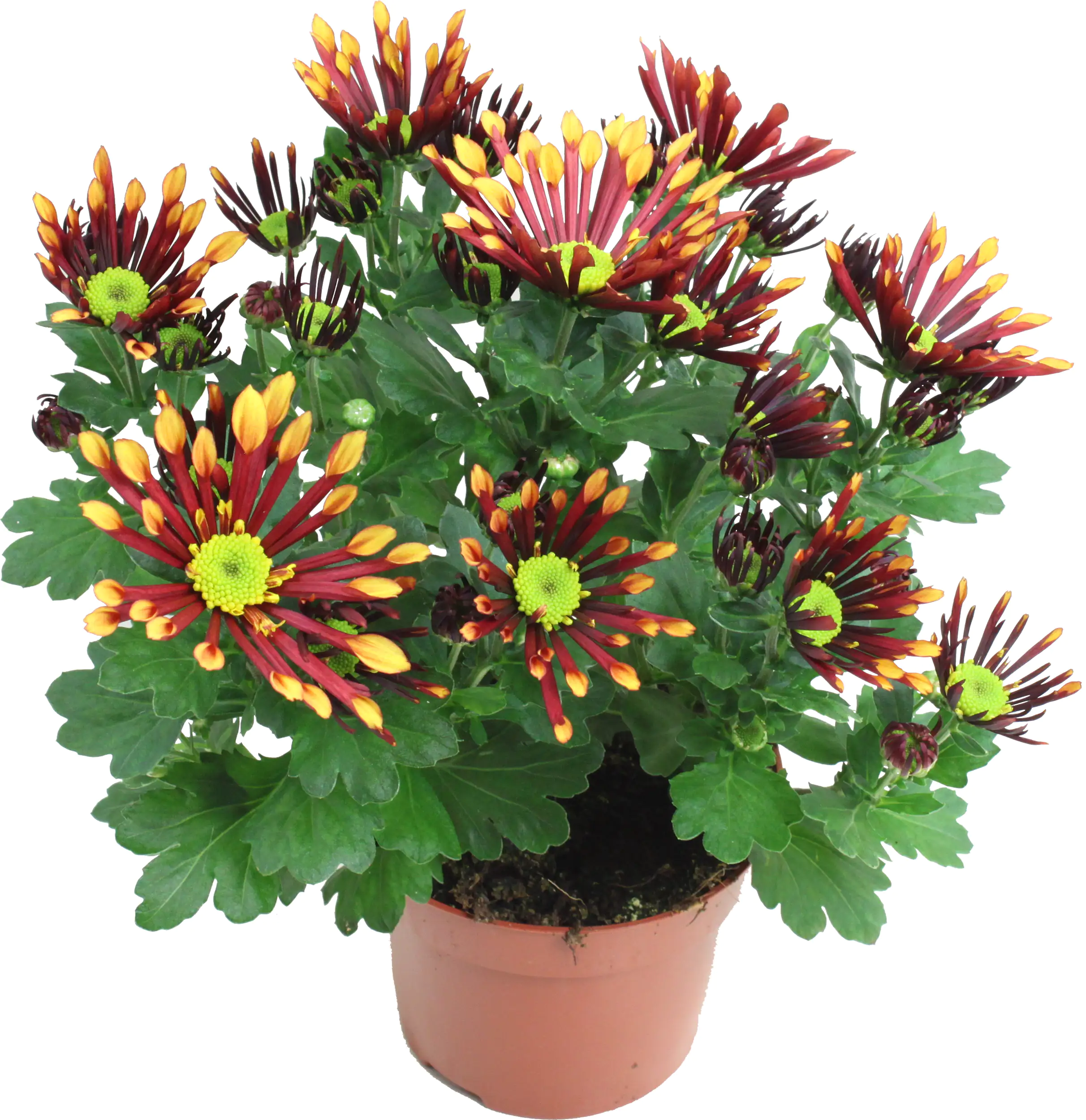 Chrysanthemen H ca 20 cm 13 cm Topf