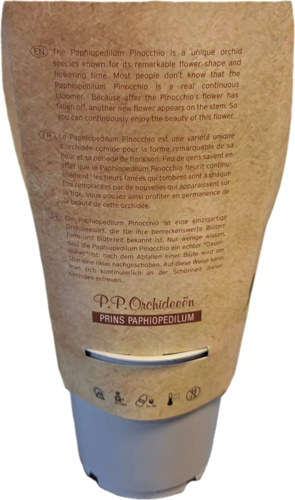 Frauenschuh "Pinocchio" Mix 1 Trieb Paphiopedilum 12 cm Topf