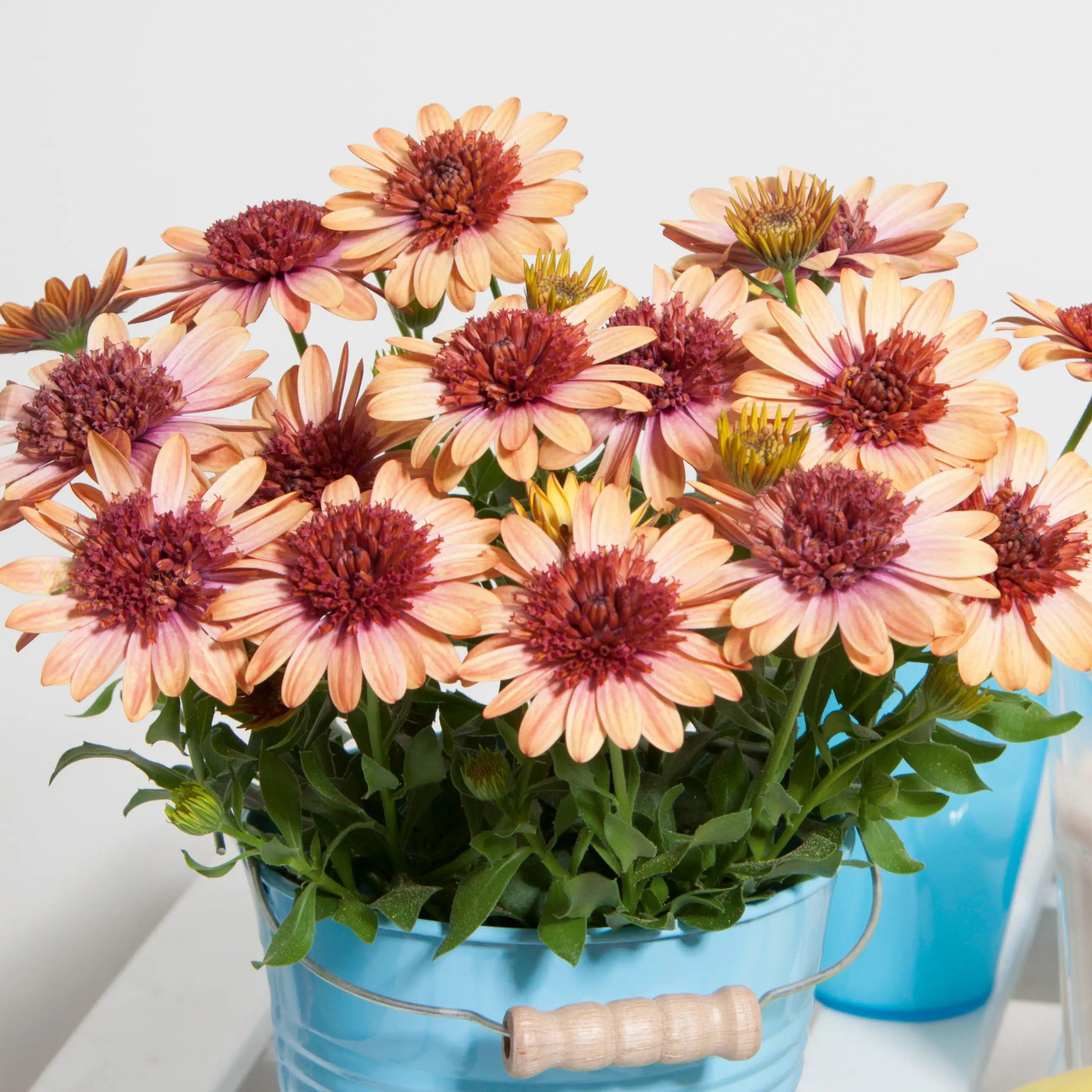 Kapkörbchen in Sorten Osteospermum H 25 cm+  5 L Container Kapkörbchen in Sorten Osteospermum H 25 cm+  5 L Container