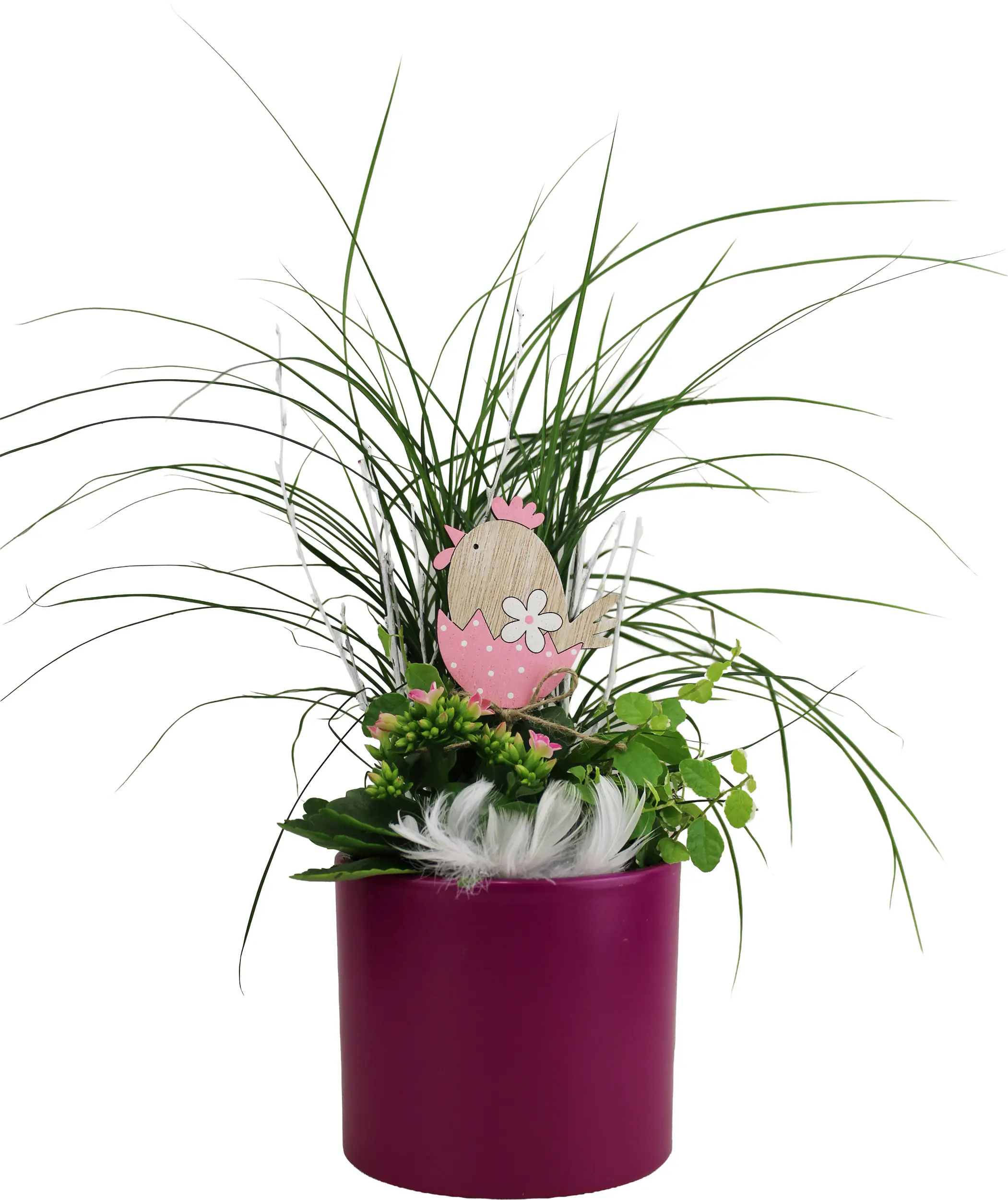 Osterarrangement Frühlingsmix Carex, Kalanchoe & Ficus im Keramiktopf