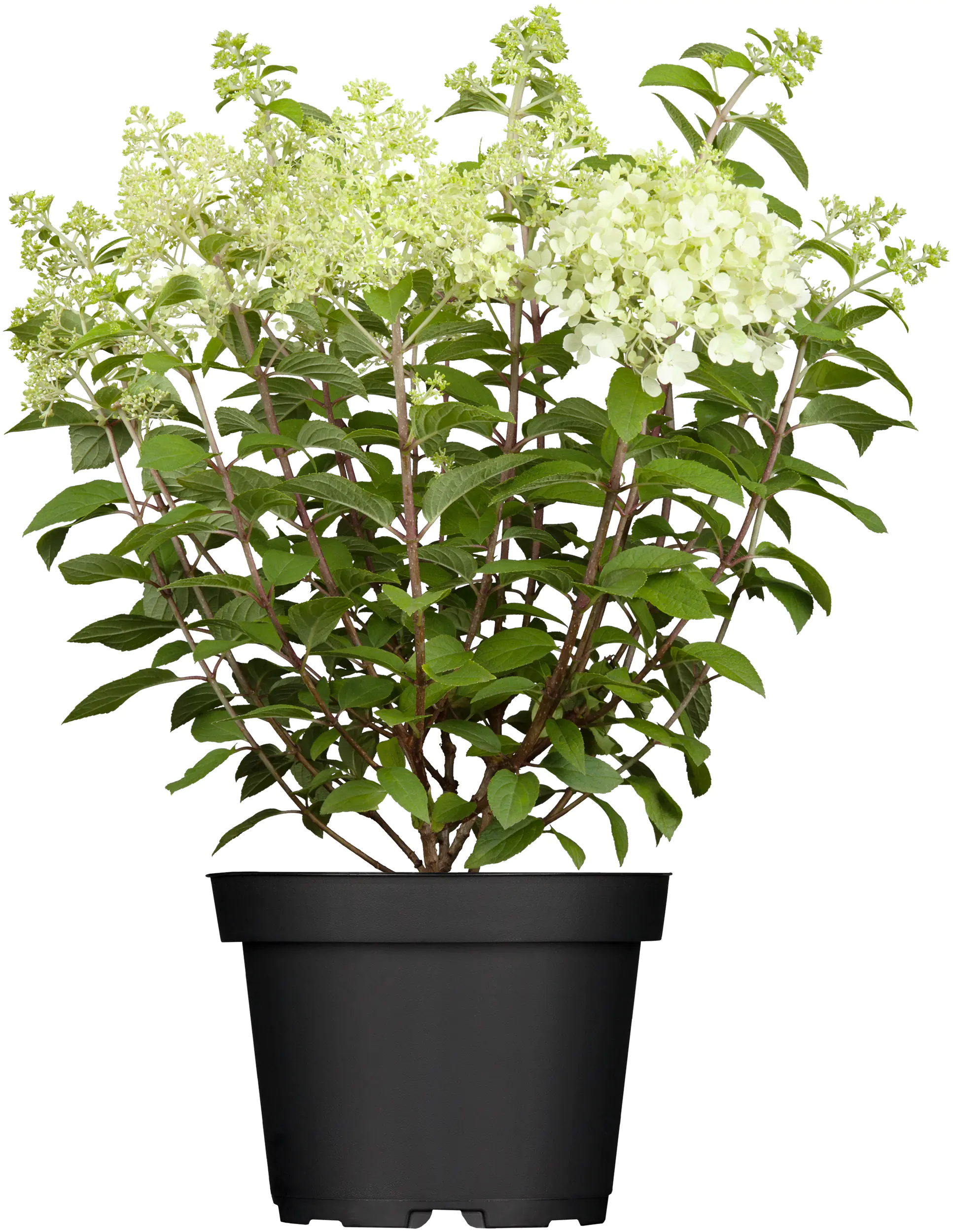 Rispenhortensien 5 l Container Rispenhortensien 5 l Container