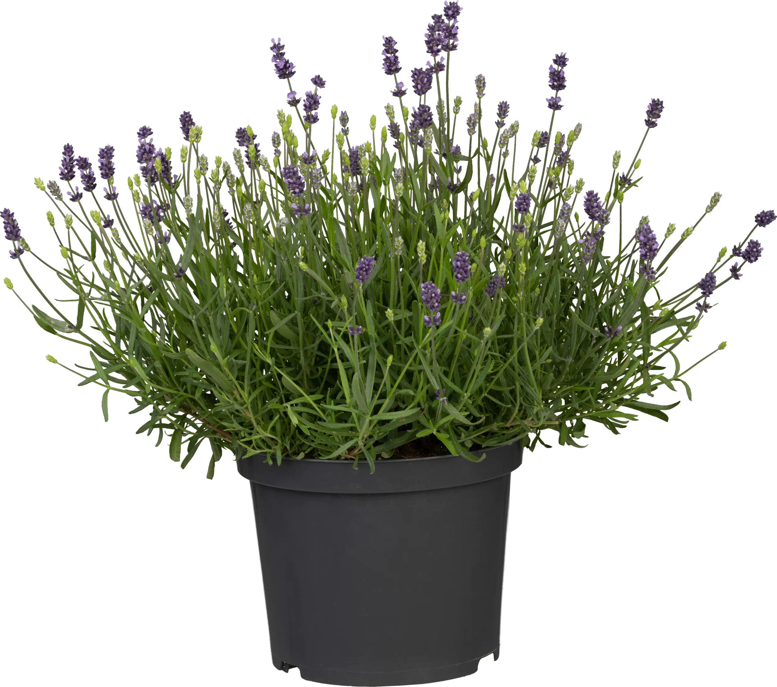 4016522114619_01 Freilandlavendel Munstead Auslese Lavandula, 5 l Container