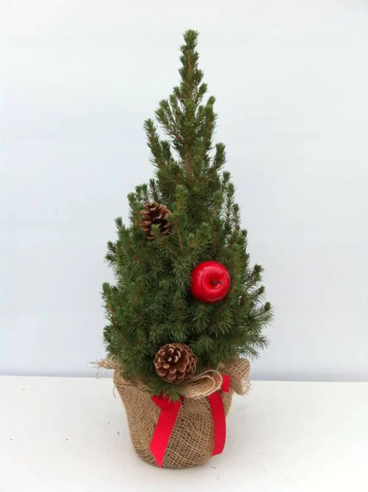 Zuckerhutfichte mit Jutesack und roter Schleife 3 l Container