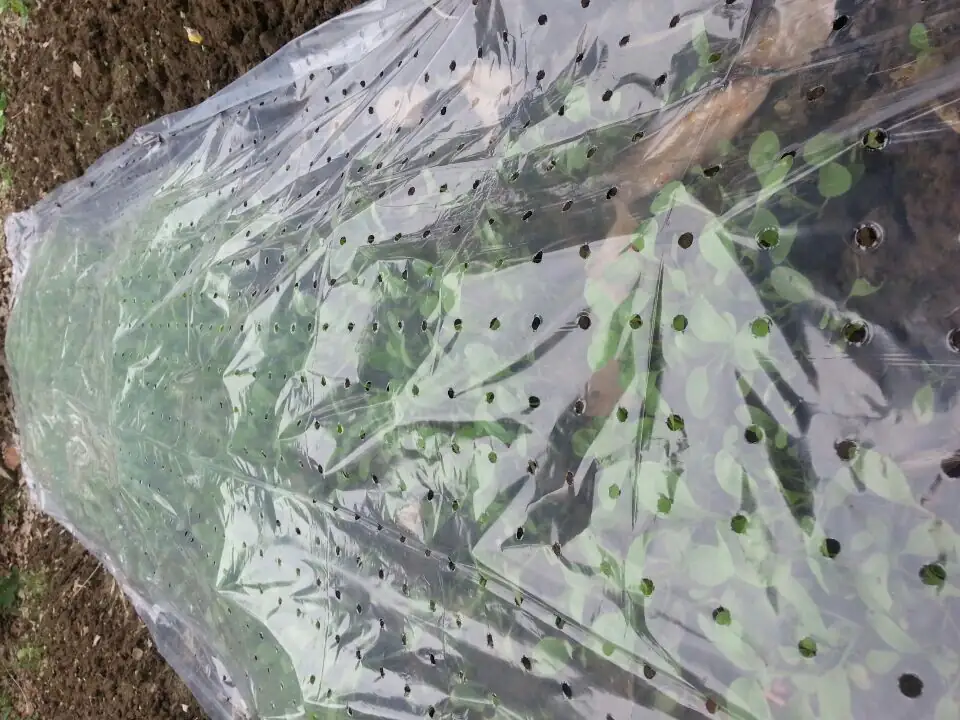 TrendLine Frühbeetfolie 1,5 x 3 m