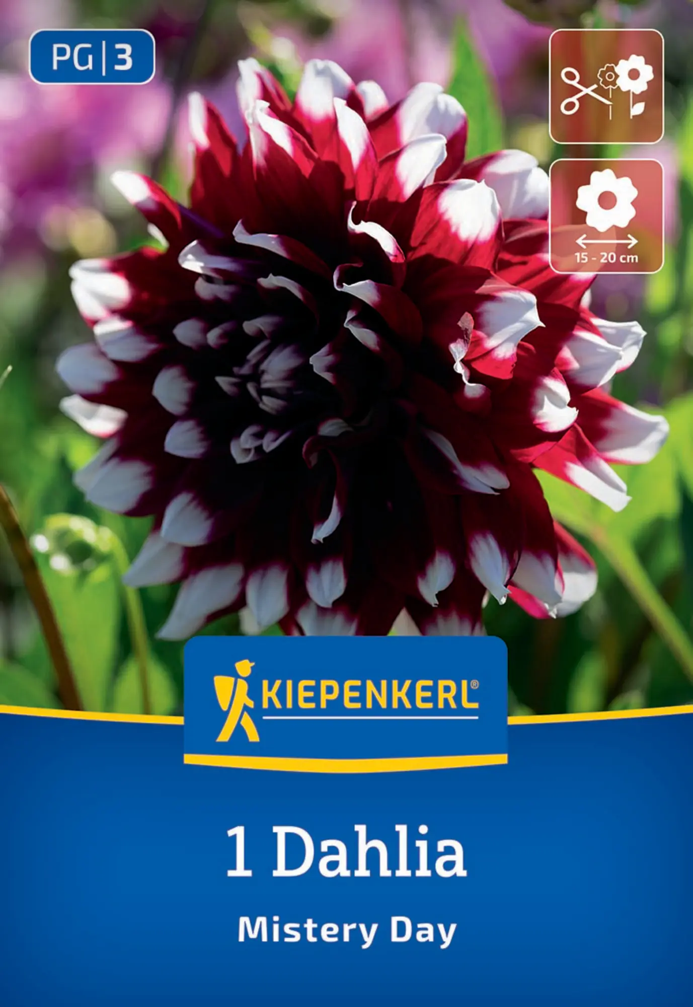 Kiepenkerl Frühjahrsblumenzwiebel Dekorative Dahlie Mistery Day 1 Stück