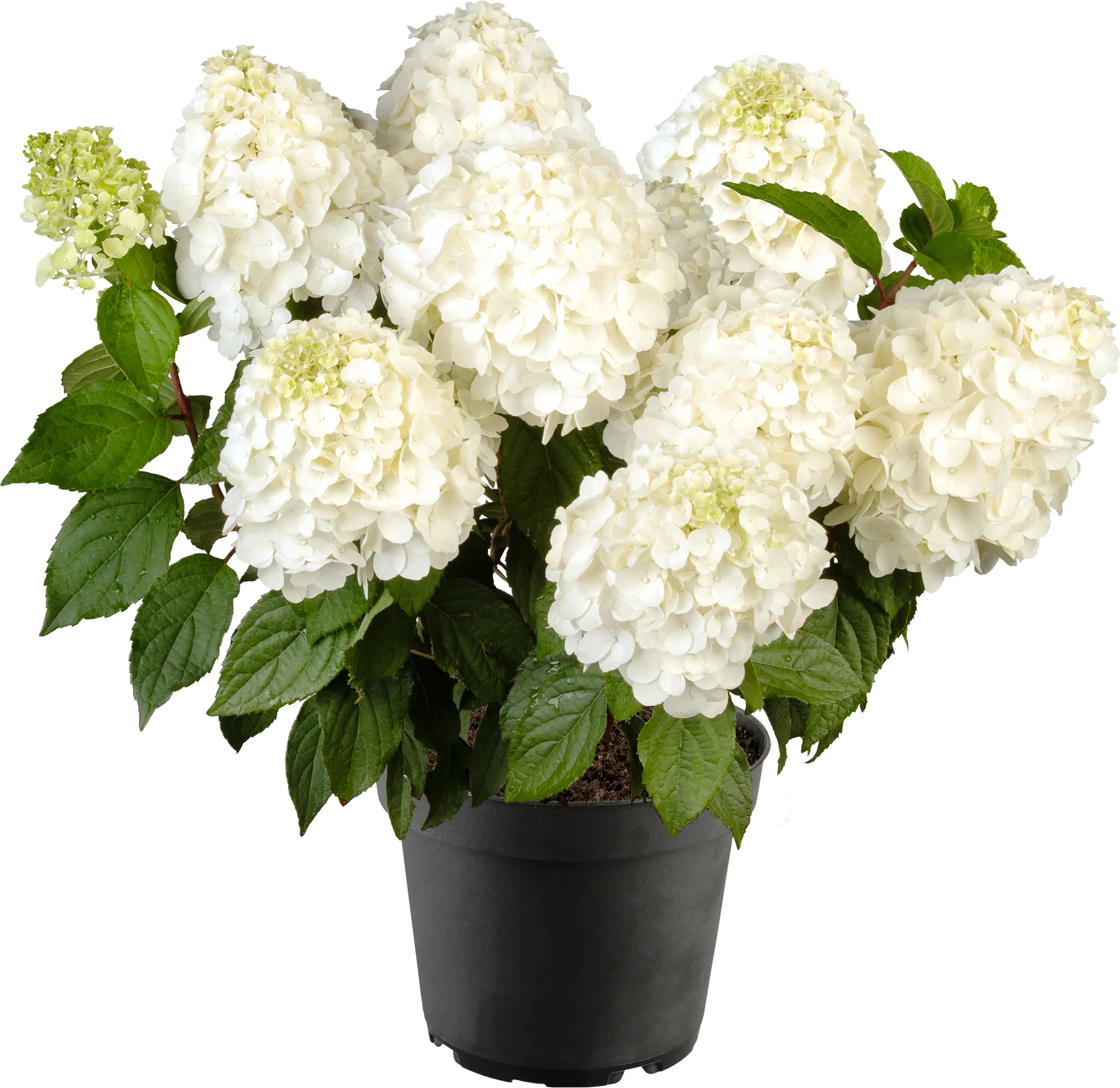 Rispenhortensien 5 l Container Rispenhortensien 5 l Container