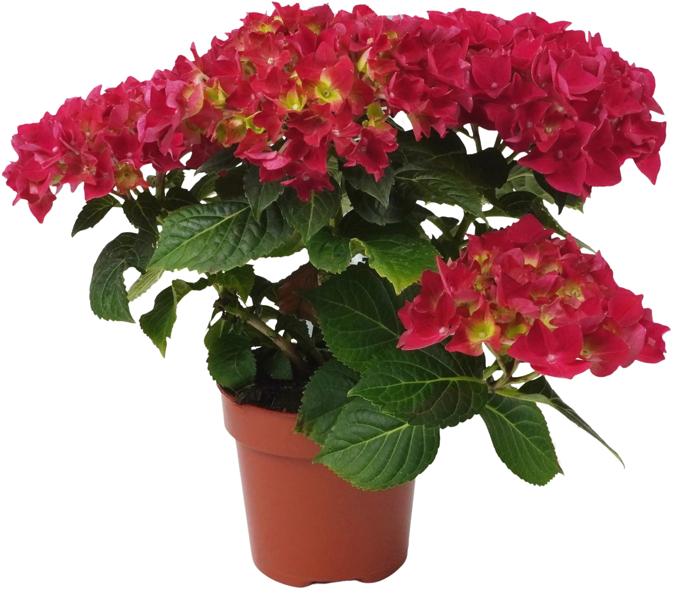 Hydrangea Macrophylla Hortensie Mix im 14cm Topf