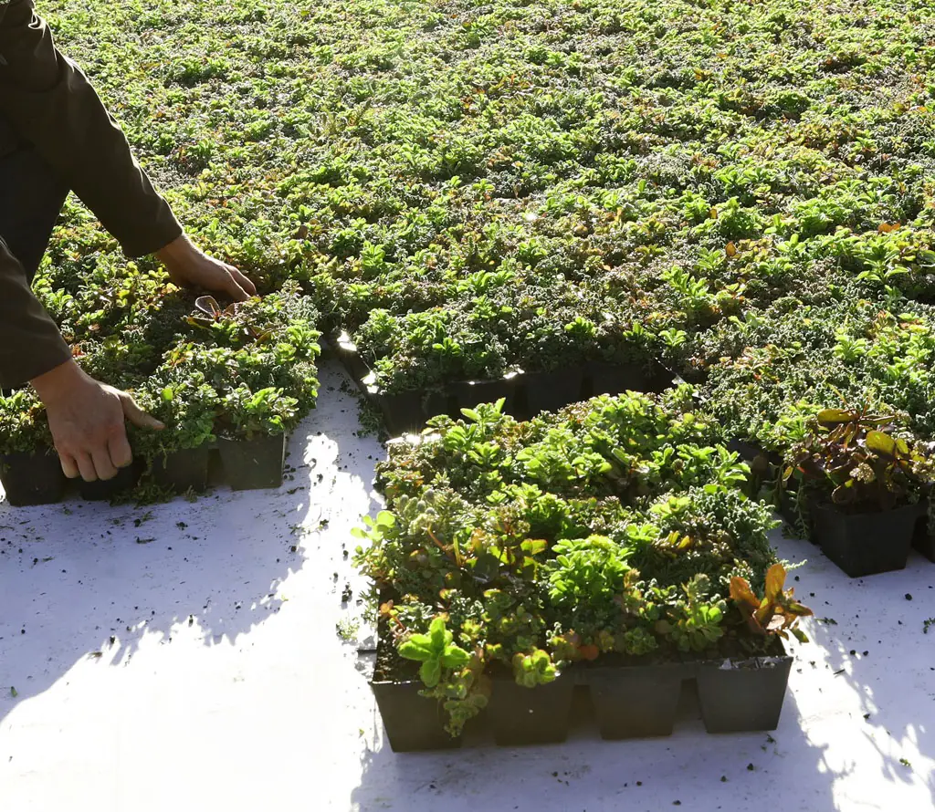 Plantile Dachbegrünungs-Komplettset mit Folie und Vlies für 13 m² Dachfläche