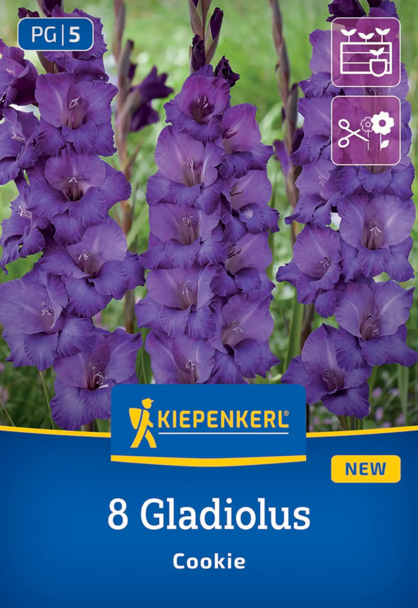 Kiepenkerl Frühjahrsblumenzwiebel Gladiole Cookie 8 Stück