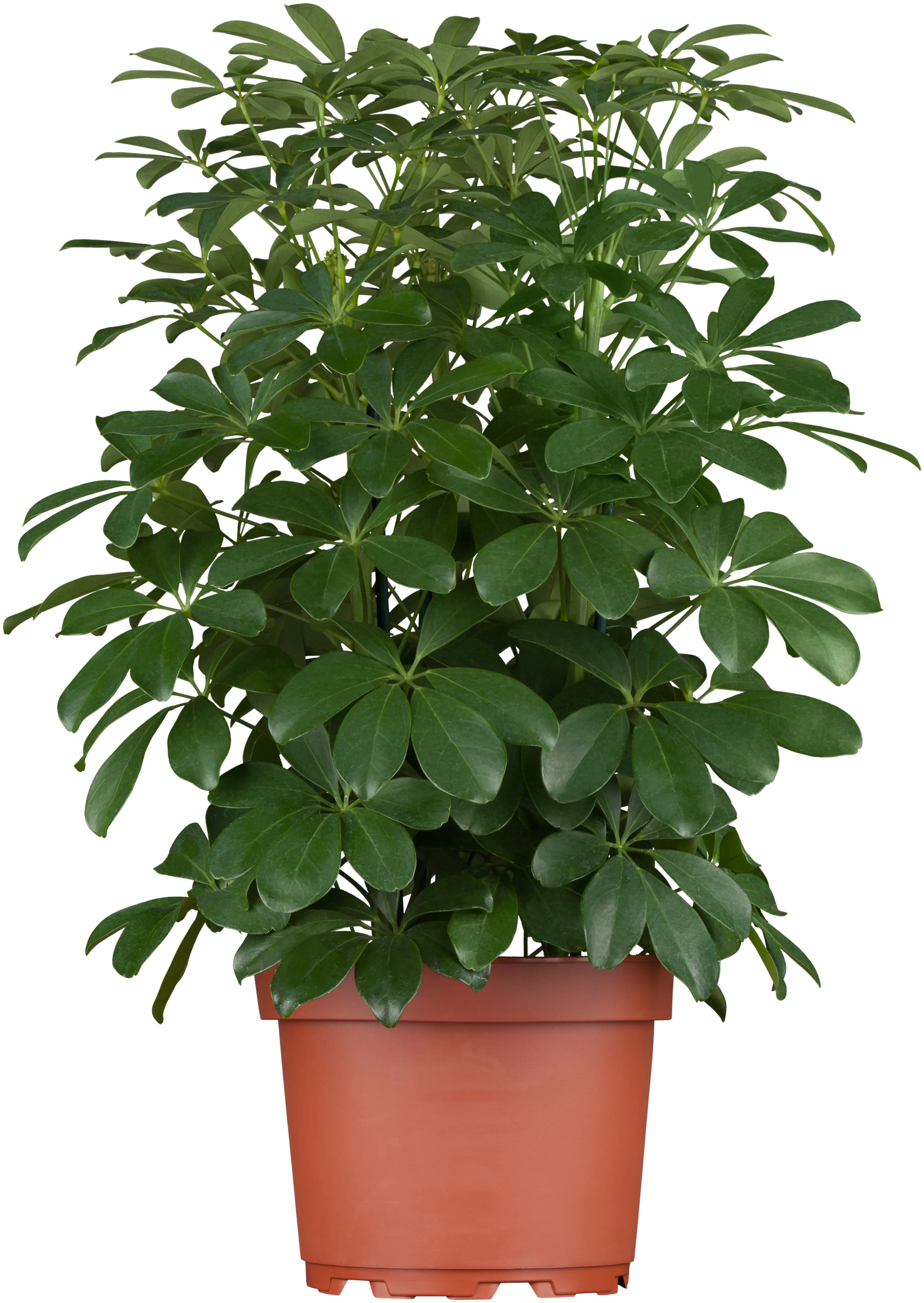 Strahlenaralie Schefflera arboricola Nora H ca. 50 cm 21 cm Topf