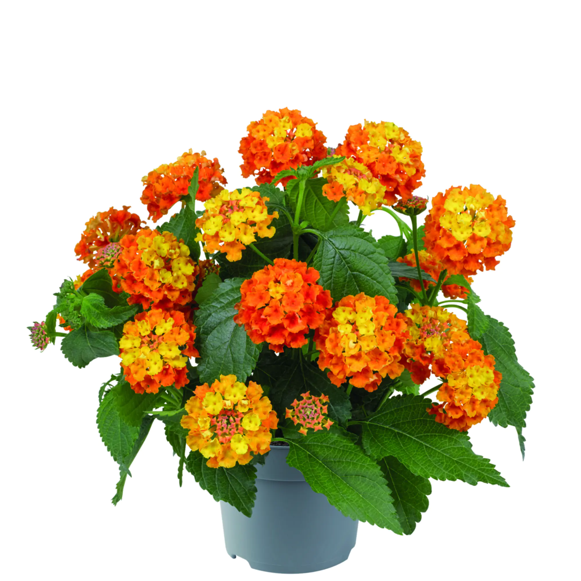 Lantana Wandelröschen H 60 cm 5 L Container