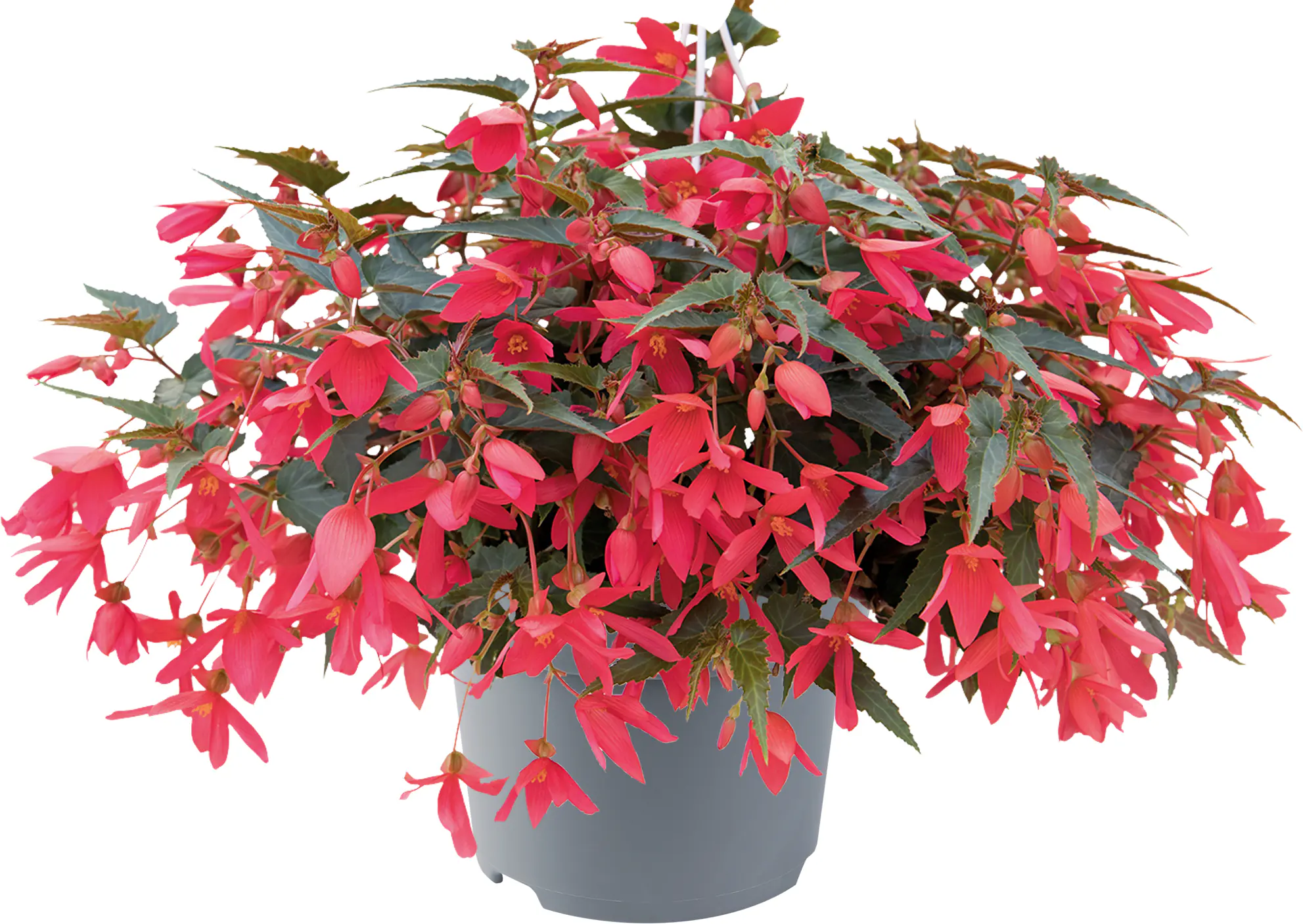 Begonia Groovy 12 cm