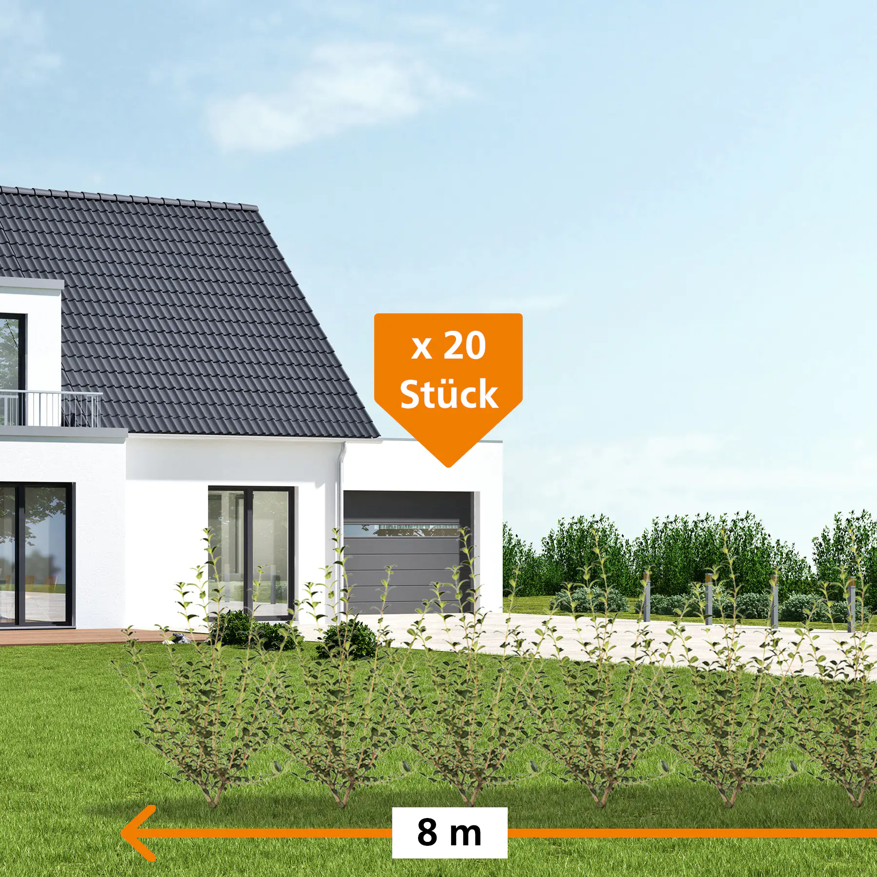Frühlingsduftblüte Osmanthus Burkwoodii  H 120 - 140 cm, 20 Stück