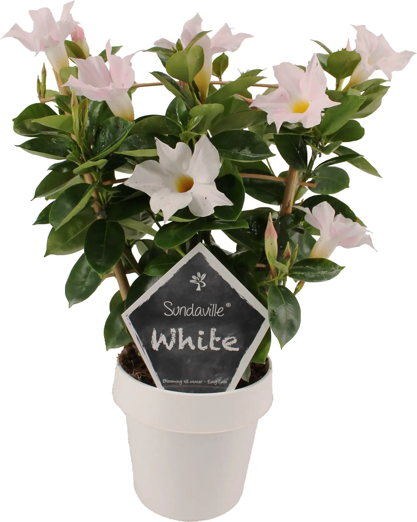 Dipladenia am Spalier H ca 40 cm 14 cm Topf