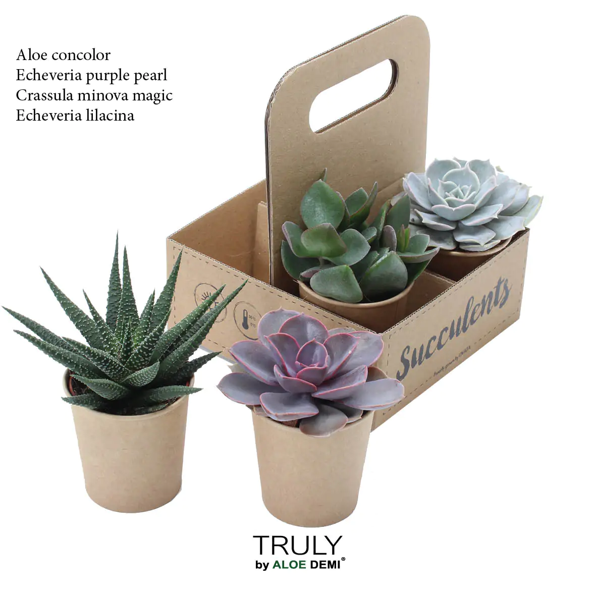 Sukkulenten 4-Pack Mix H ca. 5,5 cm 12 cm