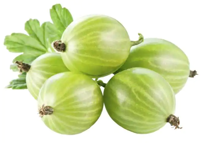 Bio Beerenobst Stachelbeere Ribes uva-crispa grün 3 Liter Topf 