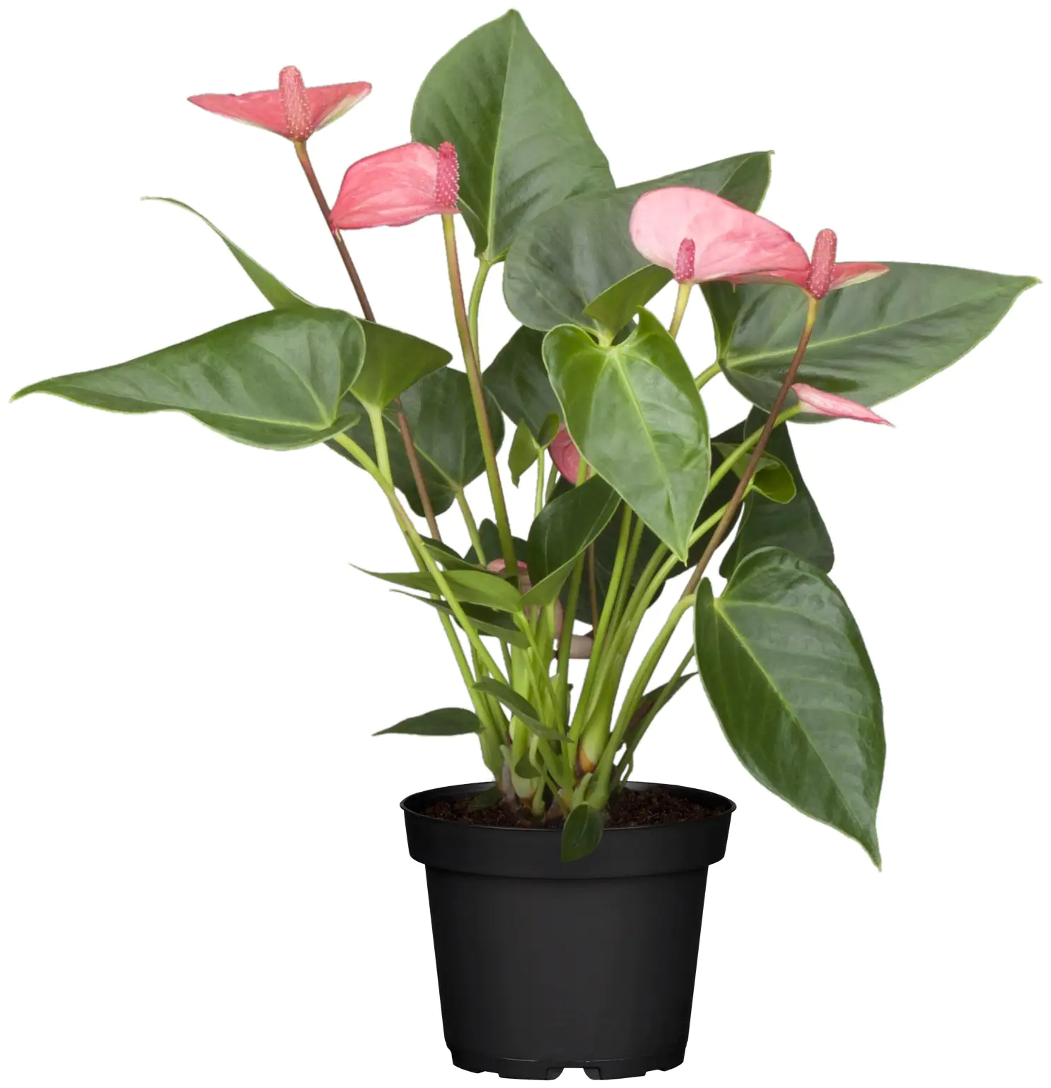 Anthurium Flamingoblume rosa 40-60 cm 14 cm Topf