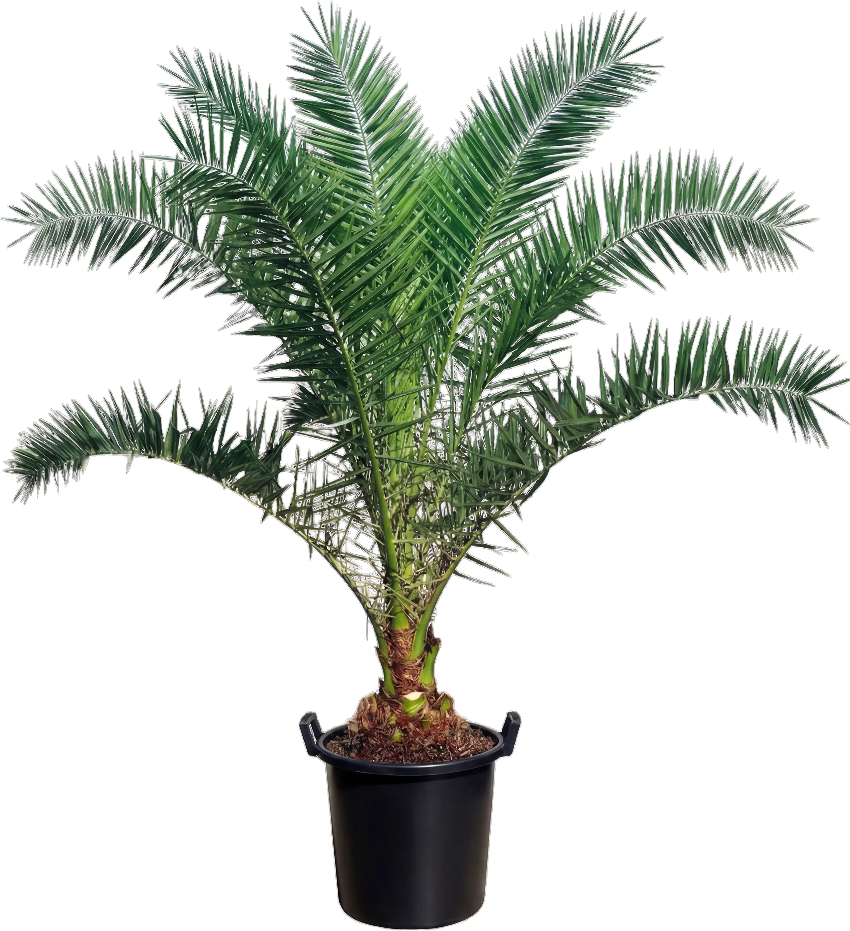 Dattelpalme Phoenix canariensis 50 cm Topf