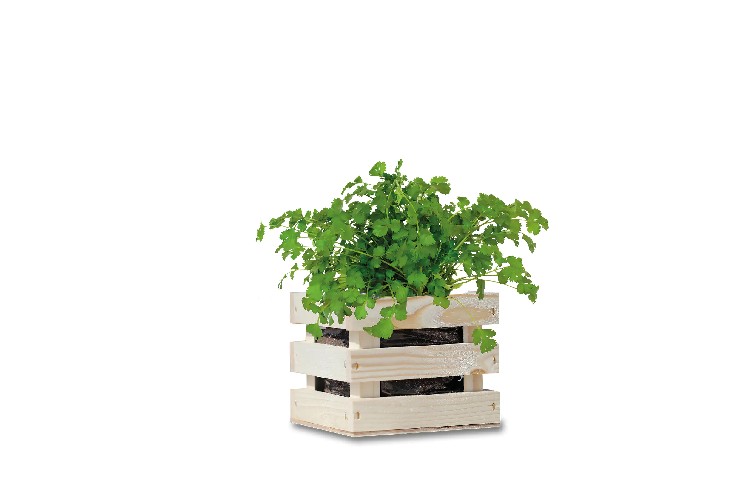 Baza Seeds Garden Box Bio Koriander Baza Seeds Garden Box Bio Koriander