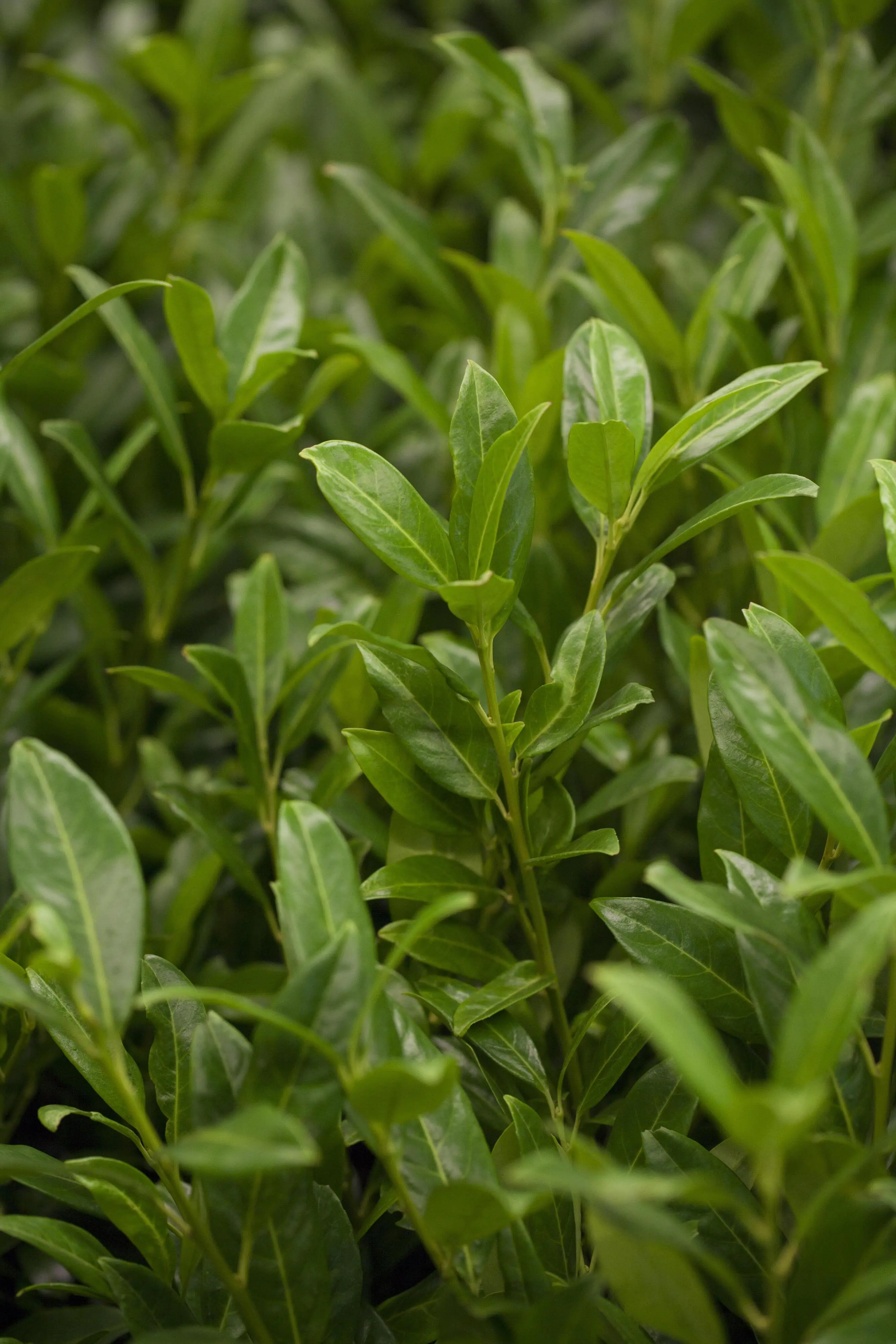 Kirschlorbeer Herbergii Prunus laur. Herbergii H 80 - 100 cm, 25 Stück