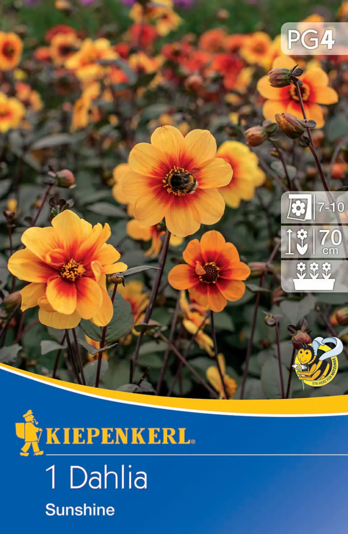 Kiepenkerl Mignon-Dahlie Sunshine Kiepenkerl Mignon-Dahlie Sunshine
