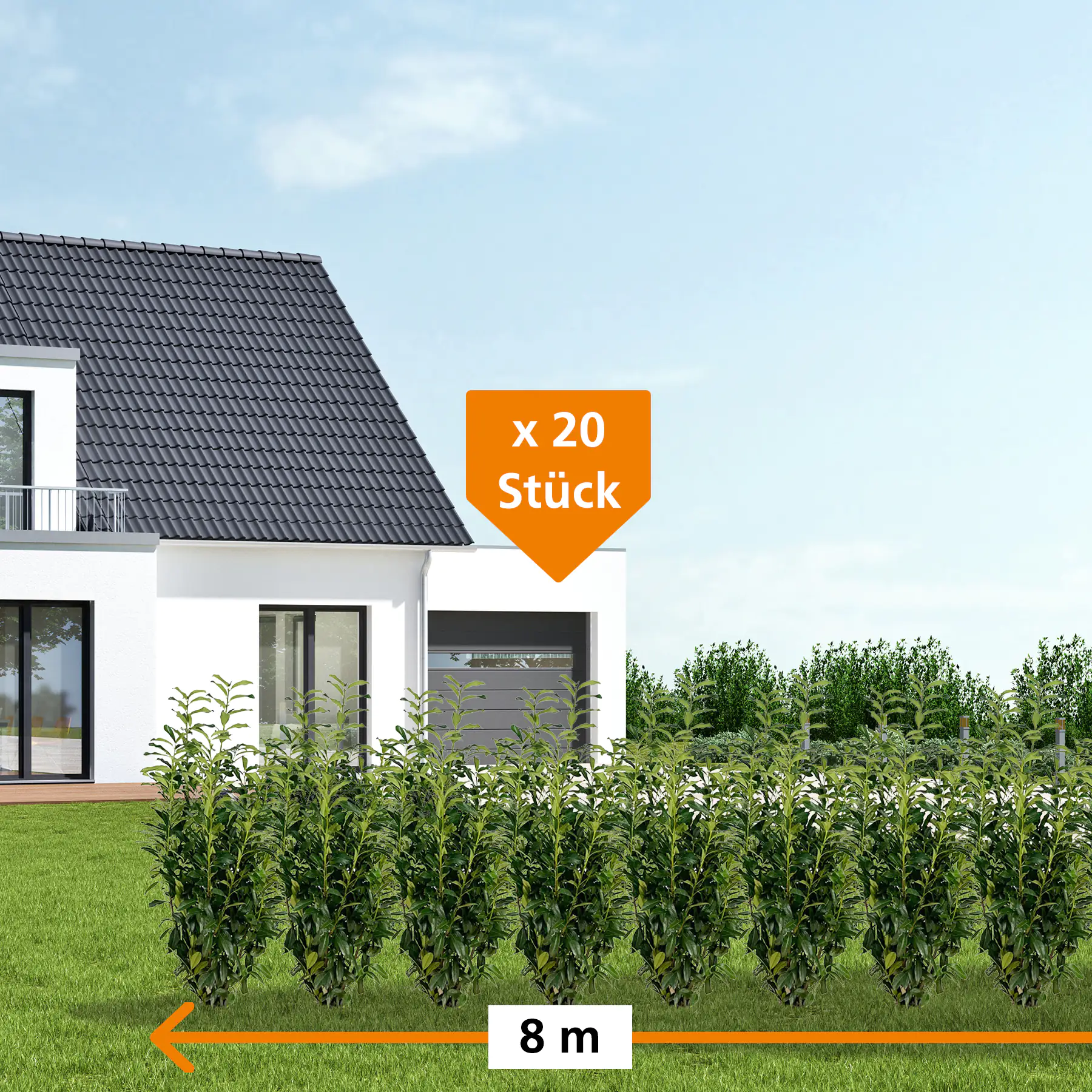 Kirschlorbeer Genolia Prunus laur. Genolia H 100 - 125 cm, 20 Stück