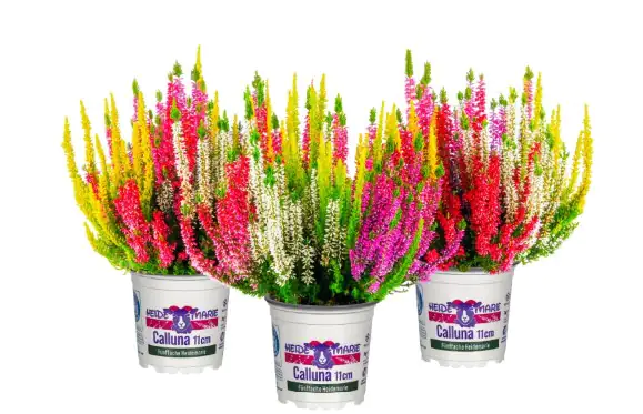 Heidemarie Calluna vulgaris die Fünffache Heidemarie® H 12 - 15 cm P11 Container