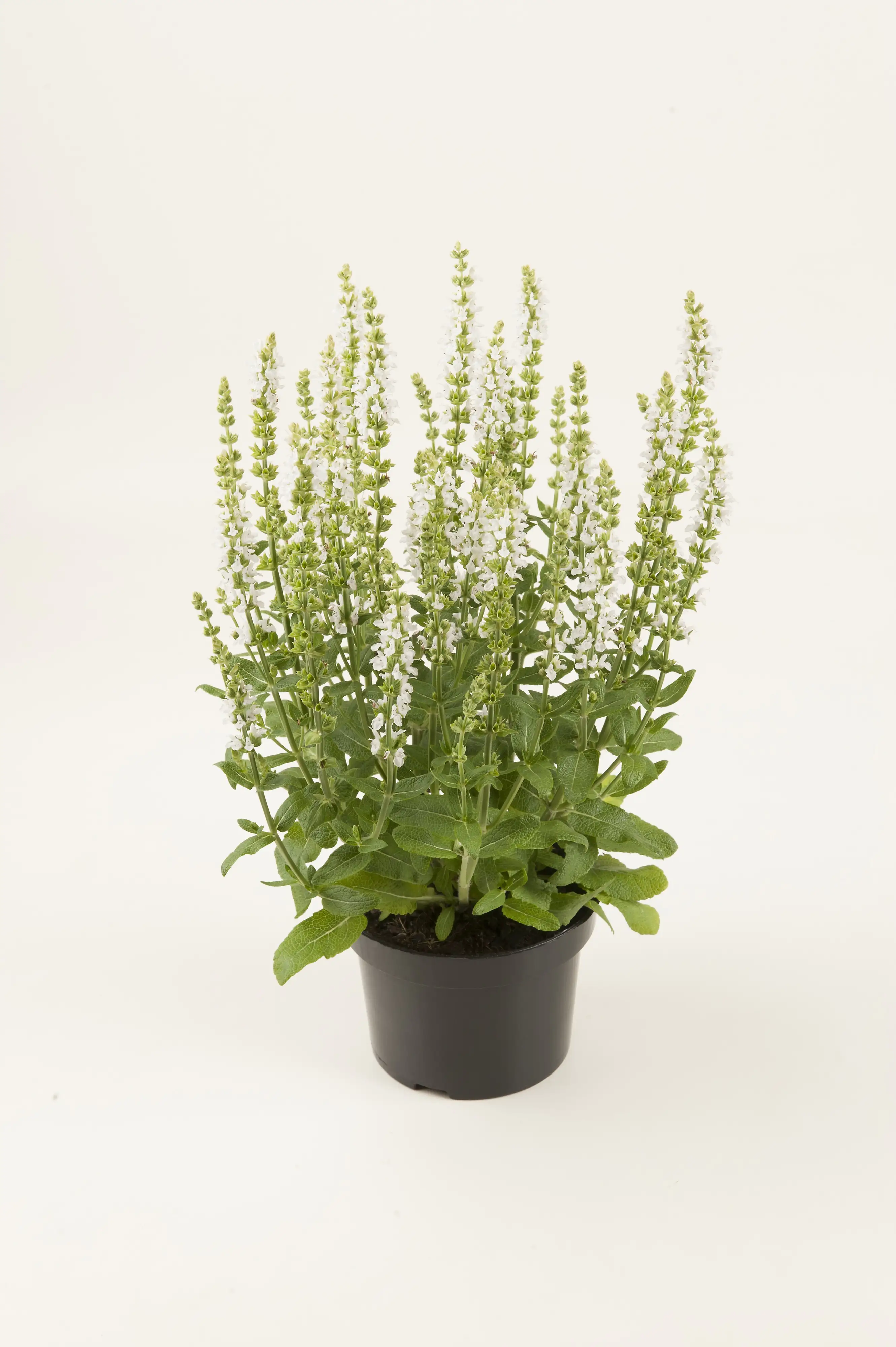 Salbei in Sorten Salvia H 30 cm+ 5 L Container Salbei in Sorten Salvia H 30 cm+ 5 L Container