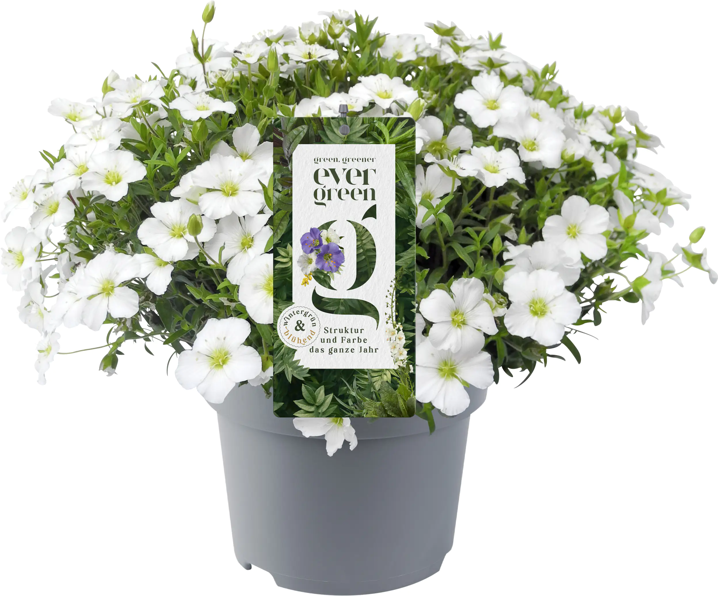 Evergreen 13 cm Topf
