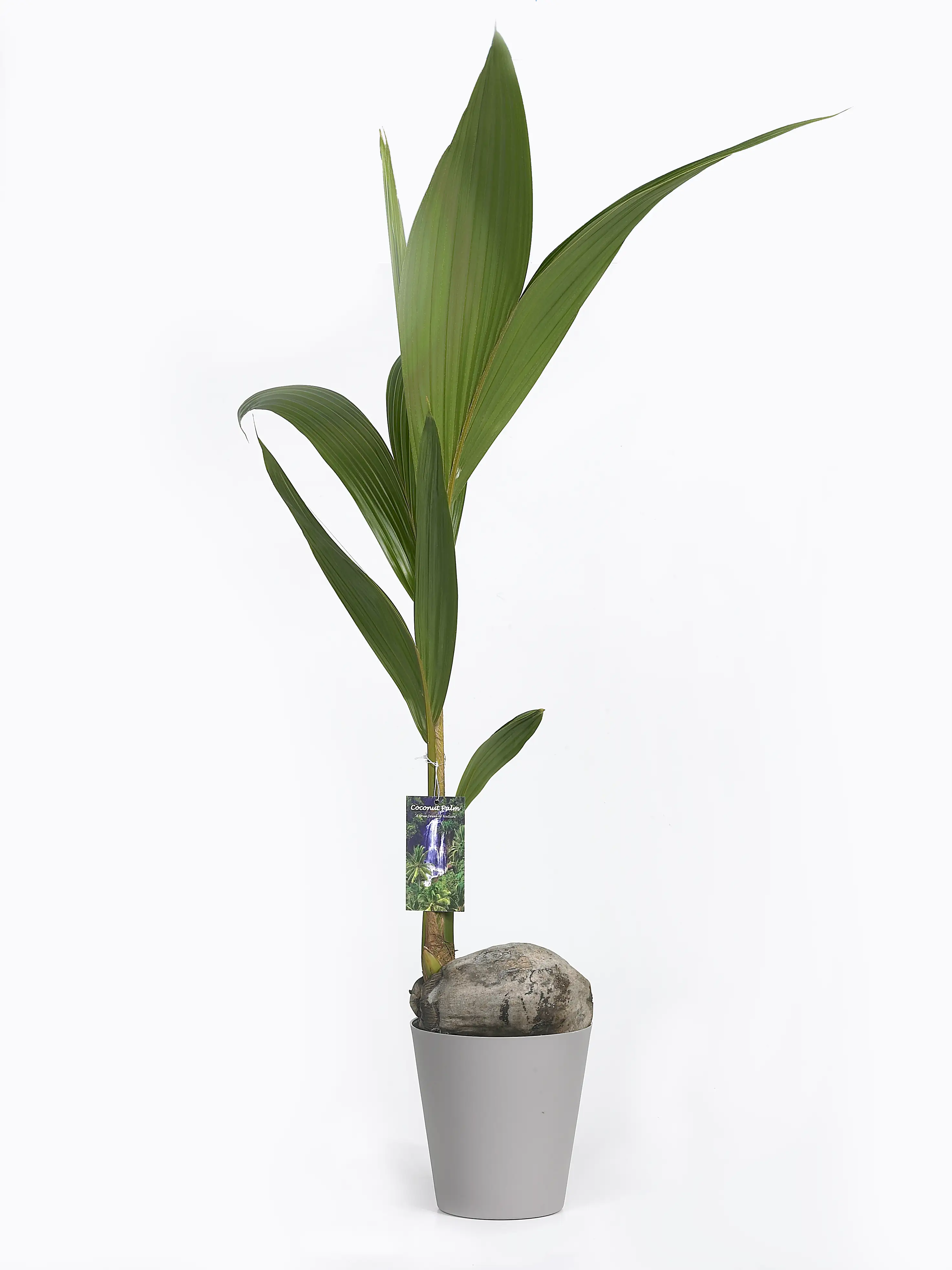 8717929413805 Kokospalme Nucifera in metallic Dekotopf H ca. 100 cm 20 cm Topf