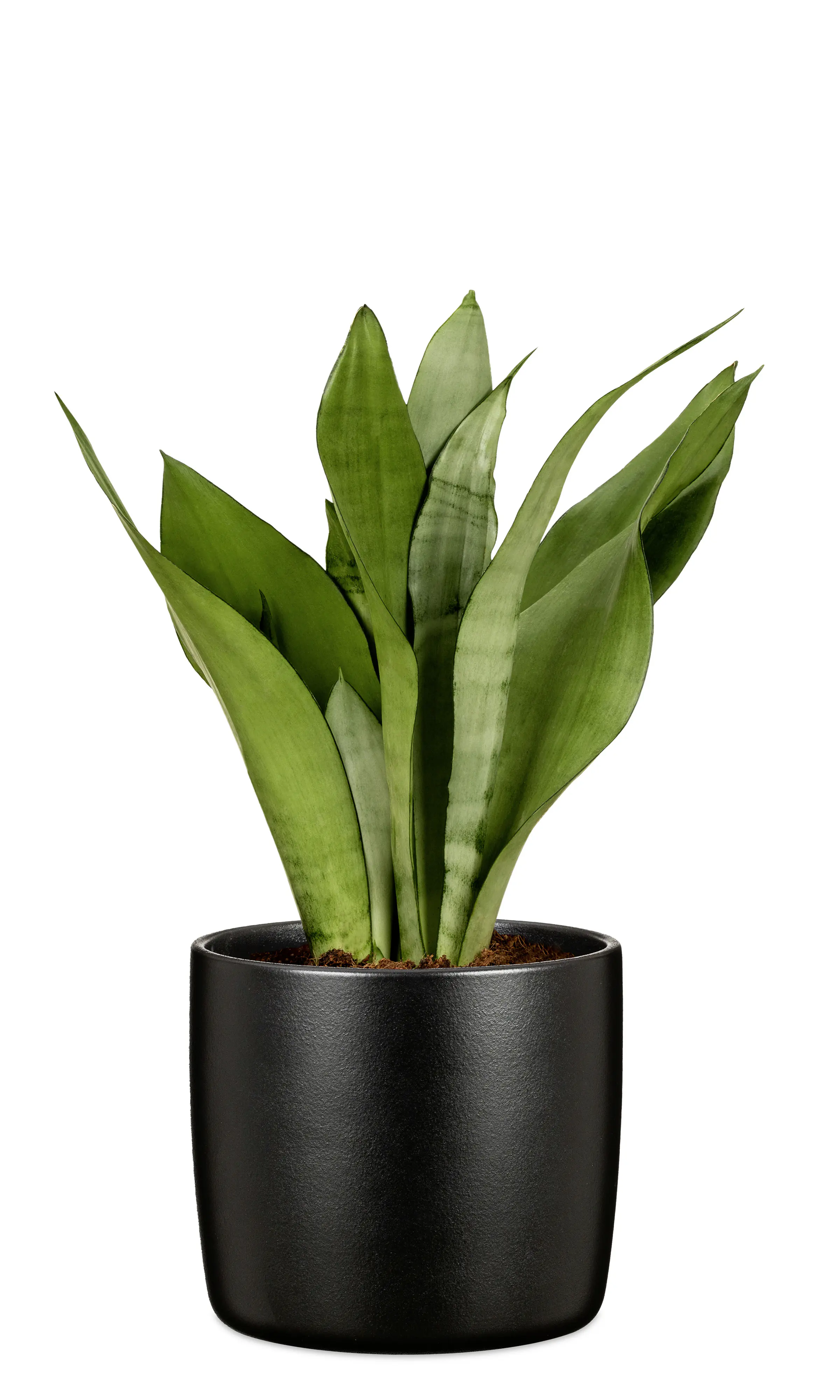 Scheurich Übertopf Solid Ø 24,1 x 21,9 cm ebano schwarz