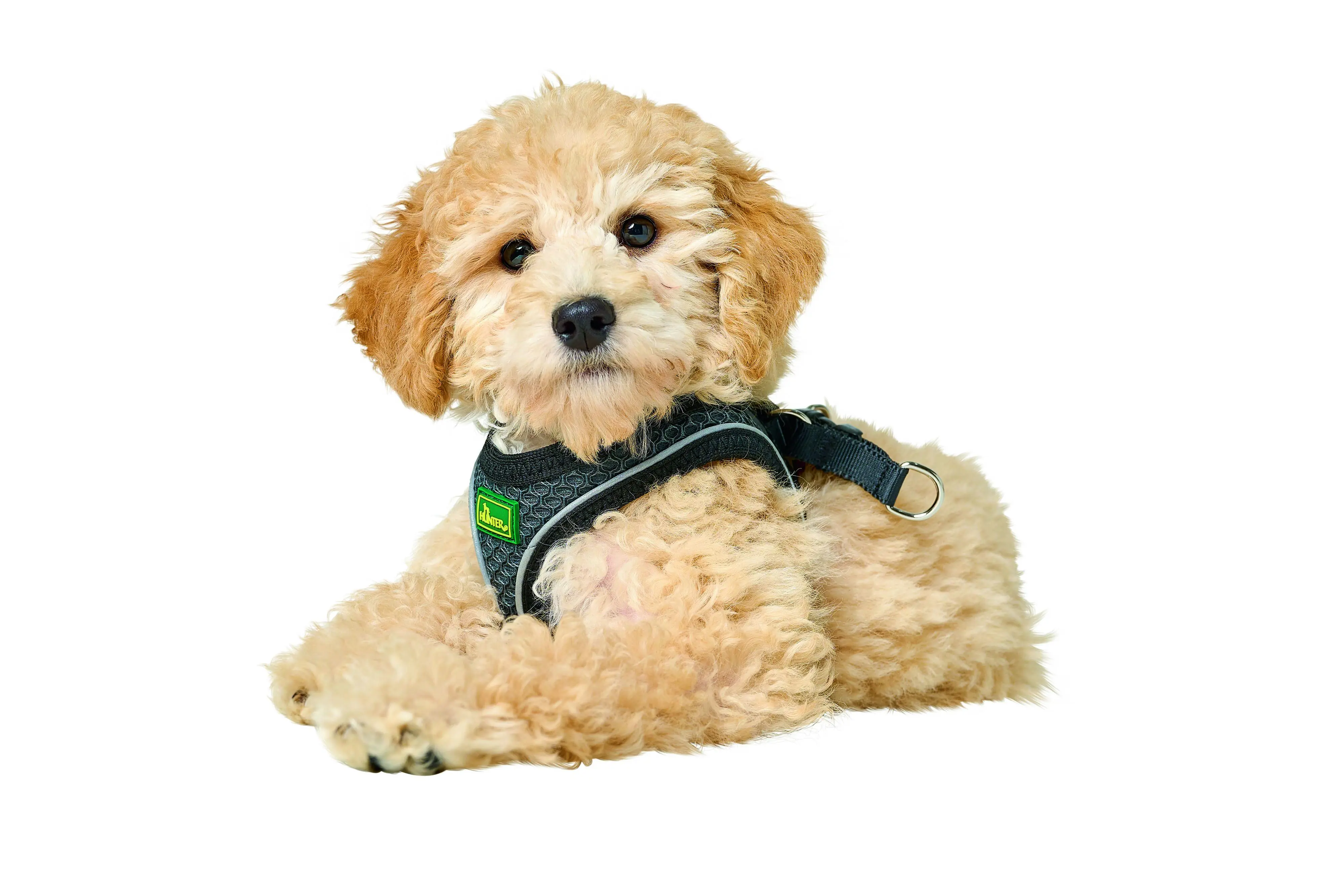 Hunter Hundegeschirr Hilo Comfort XS-S anthrazit