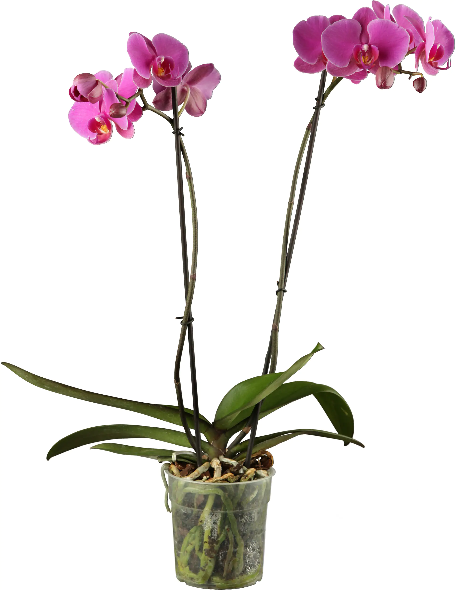 Schmetterlingsorchidee Phalaenopsis H ca 55 cm 12 cm Topf