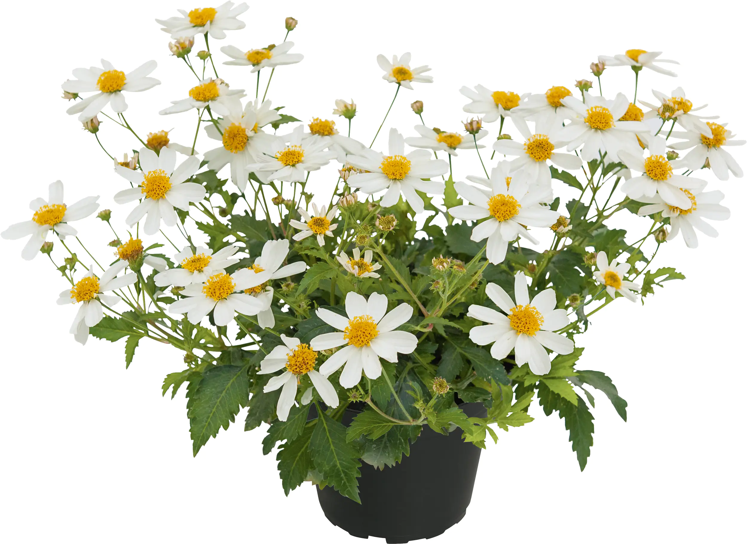 Goldmarie Bidens Trio Mix H 20 cm 5 L Container Goldmarie Bidens Trio Mix H 20 cm 5 L Container