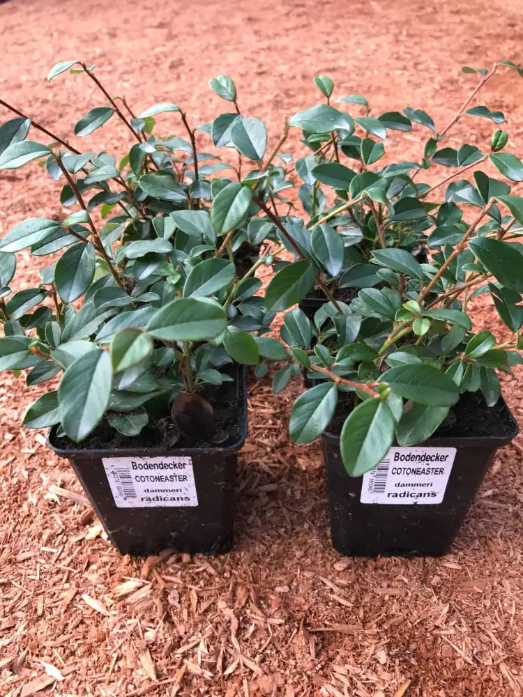 Teppichmispel Radicans 0,5 l Container