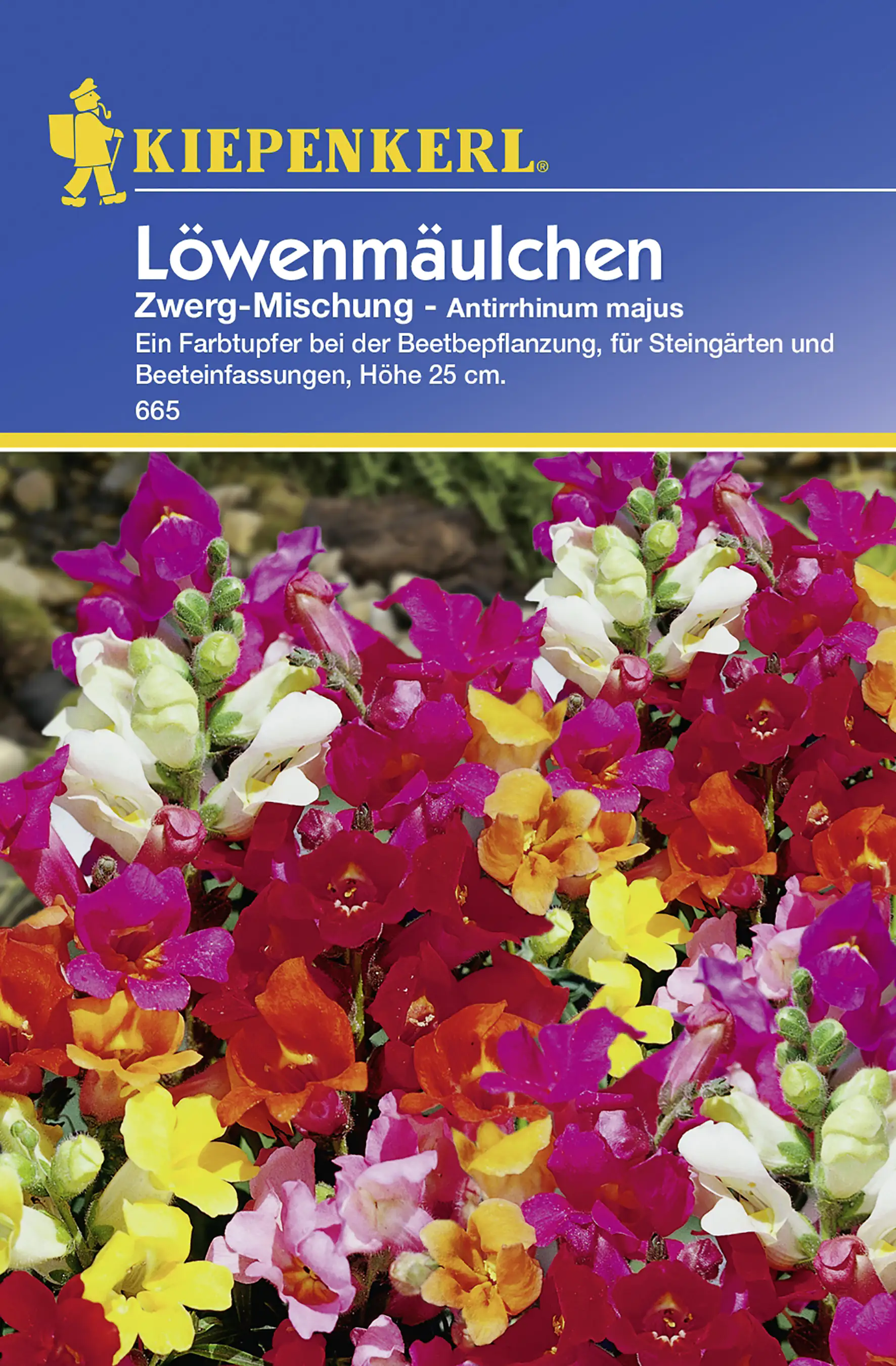 Kiepenkerl Löwenmäulchen Zwerg-Mischung Inhalt reicht für ca. 50 Pflanzen