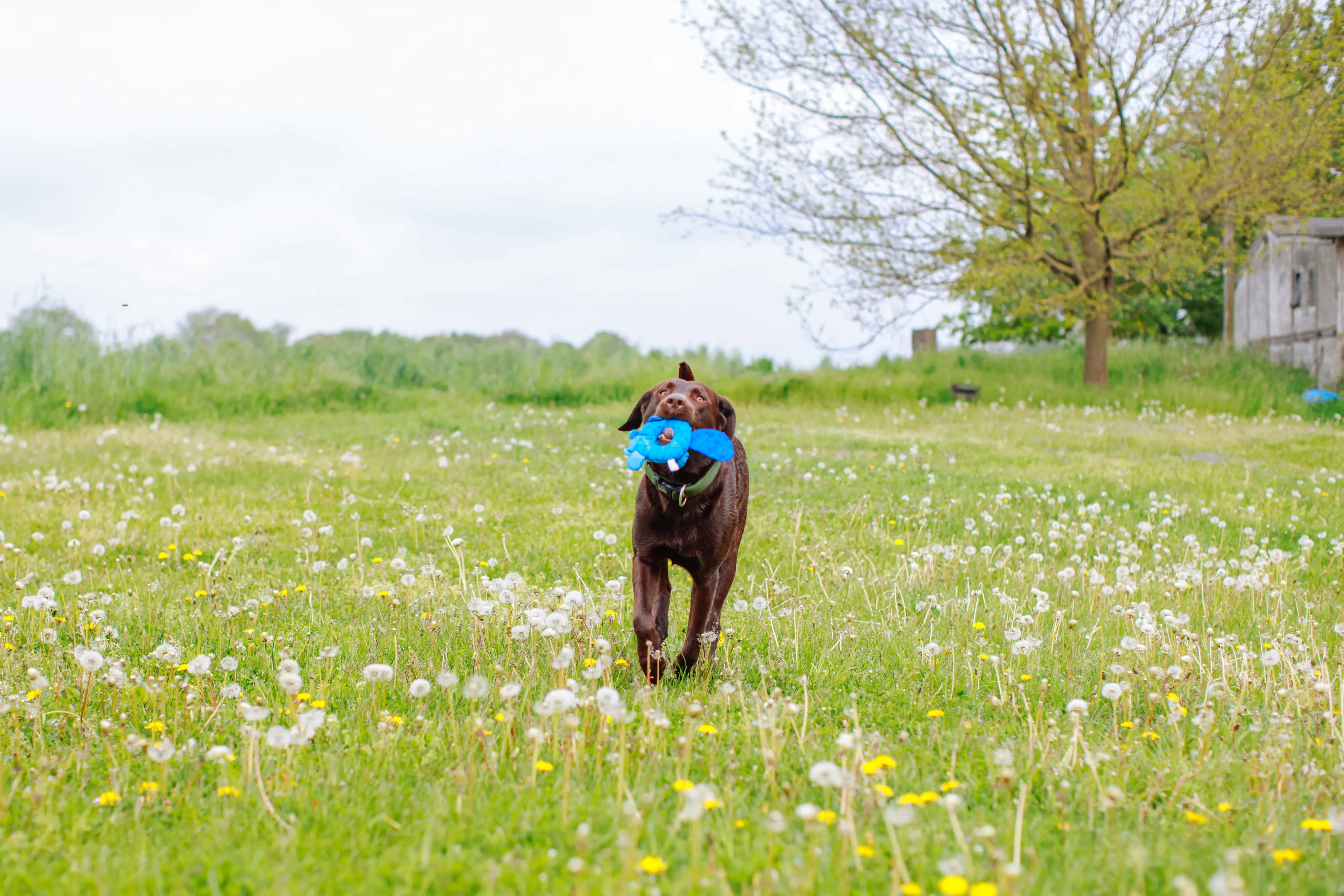 Nobby Biber Floating 27 cm