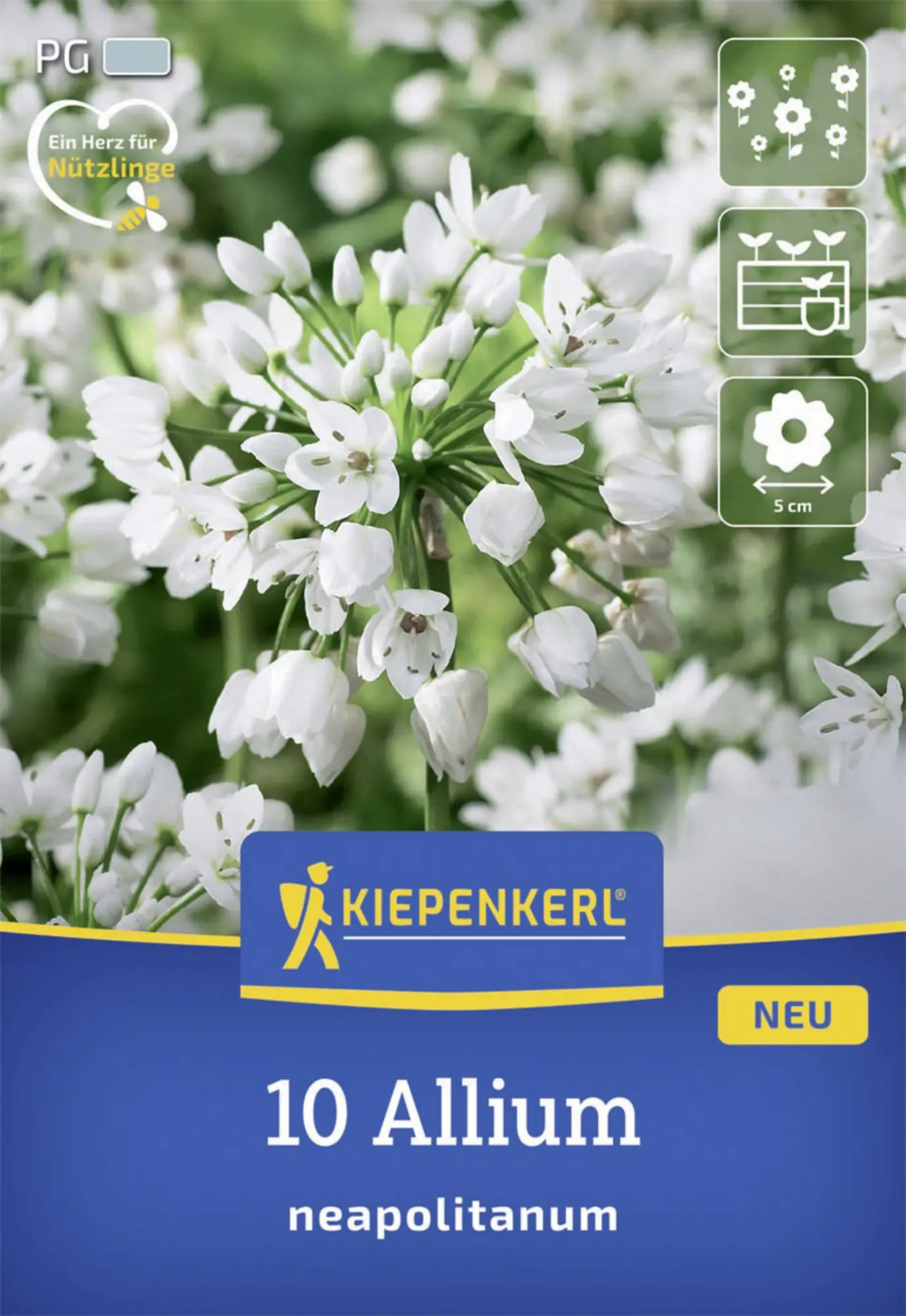 Kiepenkerl Herbstblumenzwiebel Zierlauch Allium neapolitanum 10 Stück