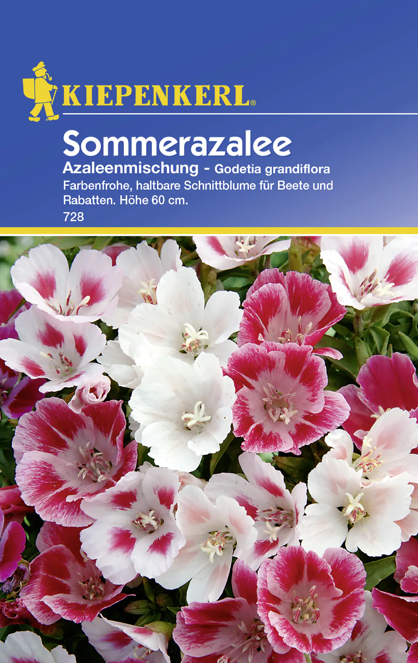 Kiepenkerl Sommerazalee Azaleenmischung Godetia grandiflora, Inhalt: ca. 50 Pflanzen