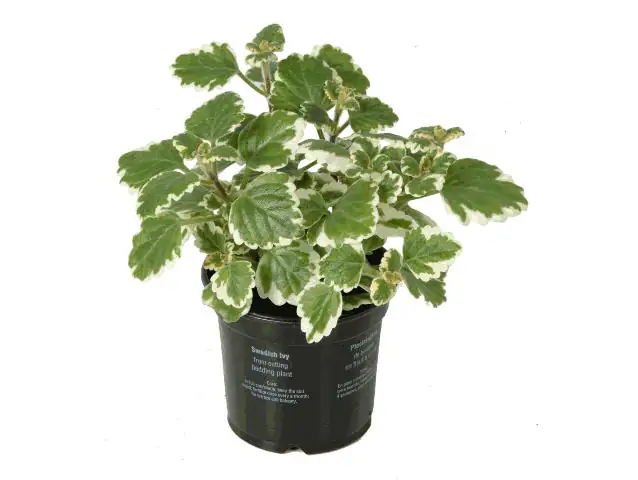 Beet- und Balkonpflanzen Weihrauch Plectranthus H ca. 20 cm 10,5 cm Topf