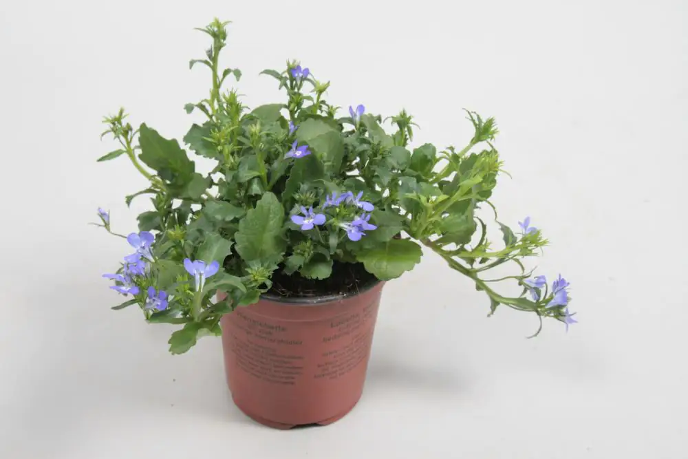 Beet- und Balkonpflanzen Männertreu Lobelia H 15 cm 10,5 cm Topf